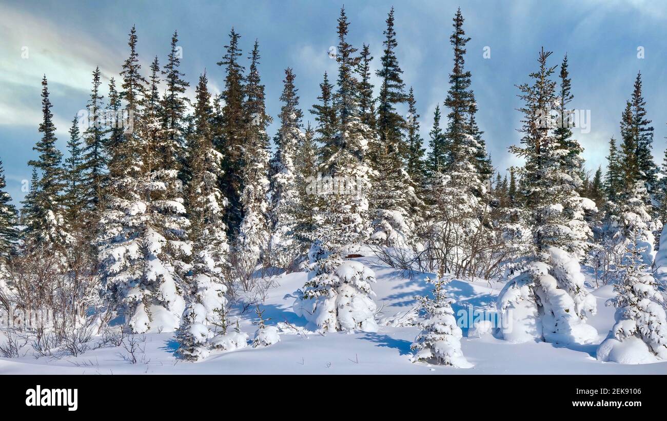 Ein Stand von Fichten bedeckt mit frischem weißen Schnee, die Schaffung eines Winter Wunderland in Churchill, Kanada. Stockfoto