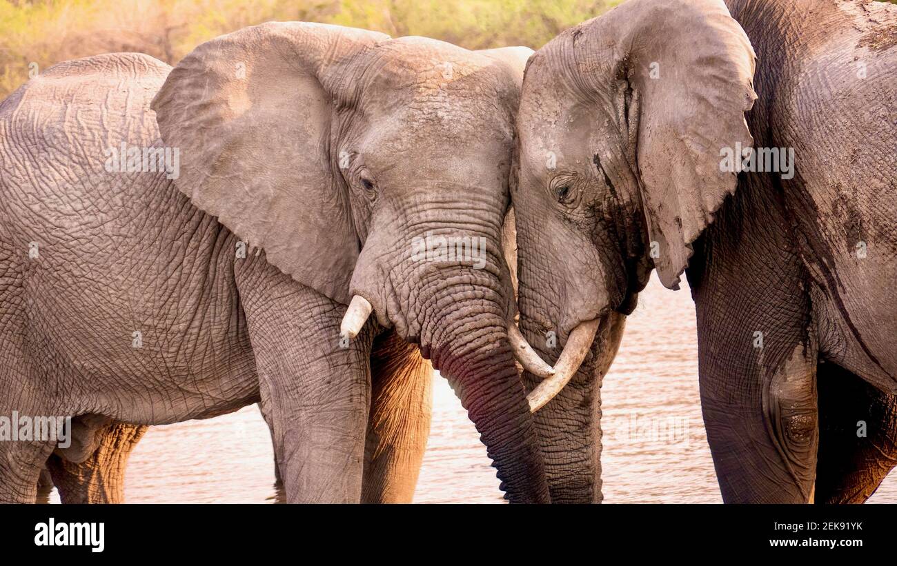 Zwei große afrikanische Elefanten (Loxodonta africana) zeigen freundliches Tierverhalten, während sie Gesichter berühren, während sie im Khwai River, Botswana, stehen. Stockfoto