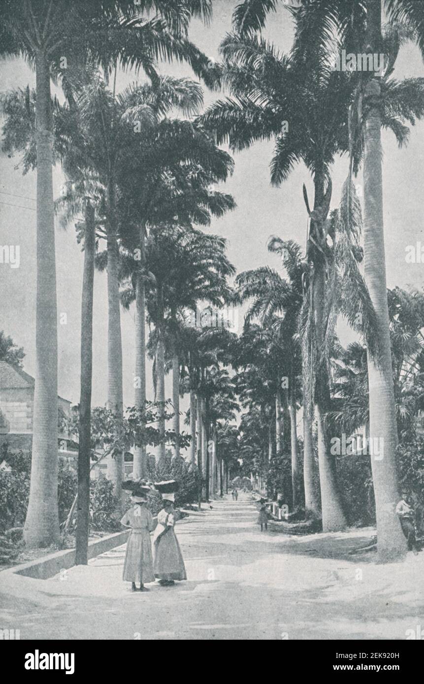 Foto aus dem frühen 20th. Jahrhundert von einer Allee königlicher Palmen Bäume in Bridgetown die Hauptstadt von Barbados, wenn die Insel War eine britische Kolonie Stockfoto