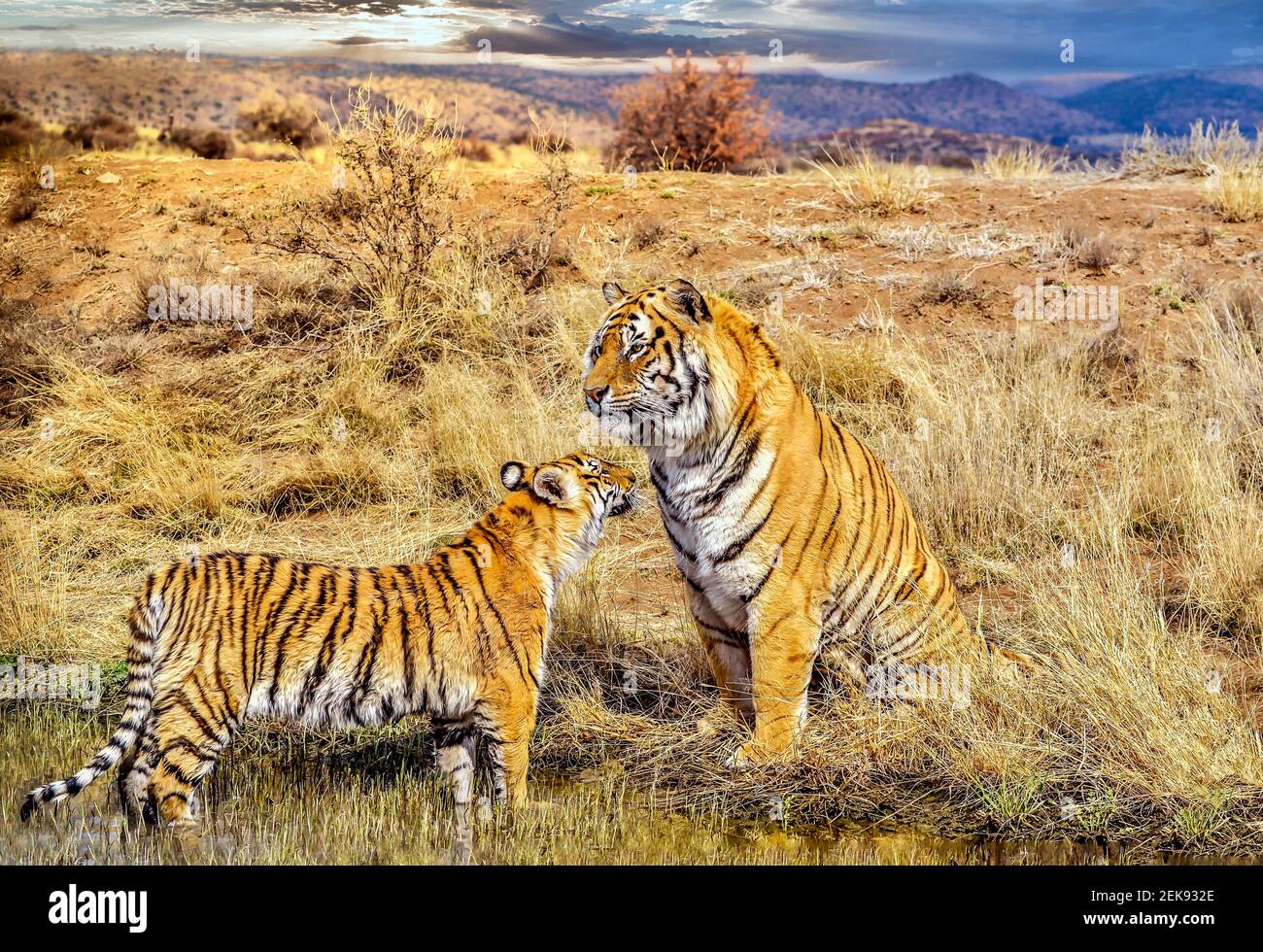 Familienverhalten, als ein juveniler männlicher Bengaltiger (Panthera tigris tigris) seinen Vater nach Abkühlung in einem kleinen Wasserloch grüßt. Stockfoto