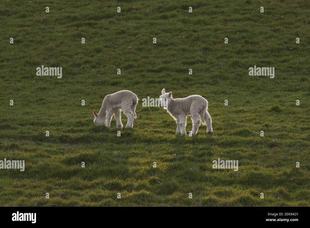 Neugeborene Lämmer (ovis aries) in einem landwirtschaftlichen Feld außerhalb von Welshpool, Mid Wales. Britische Nutztiere während der Frühlingsmonate. Stockfoto