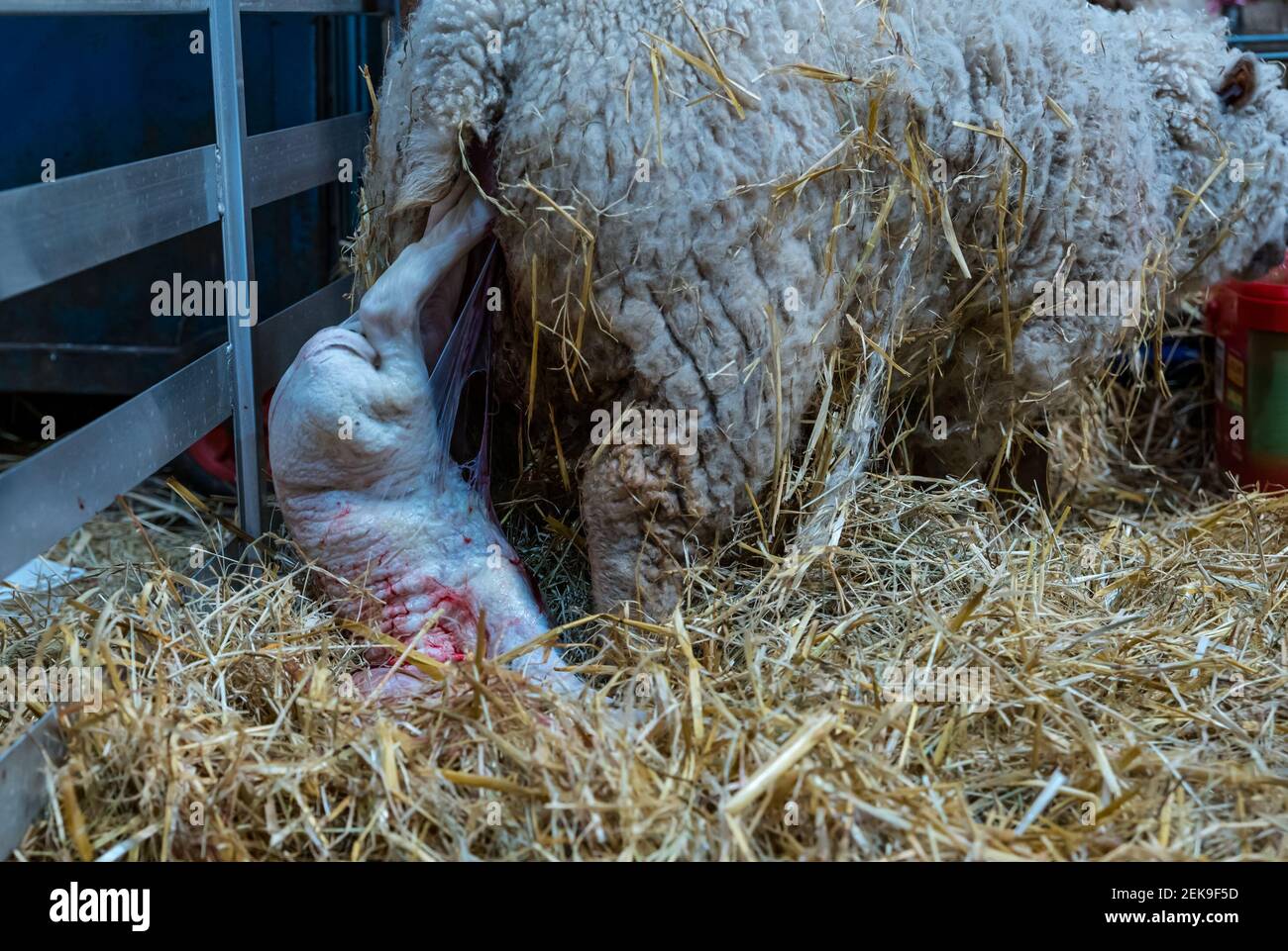 GRAFISCHER INHALT: East Lothian, Schottland, Großbritannien, 23rd. Februar 2021. Lammgeburt: Ein schwangeres Shetland-Mutterschaf in Briggs Shetland Lamm gebiert. Dieses Mutterschaf begann heute Morgen spät zu arbeiten und brachte eine Stunde später ein Lamm zur Welt. Das Lamm wird geboren Stockfoto