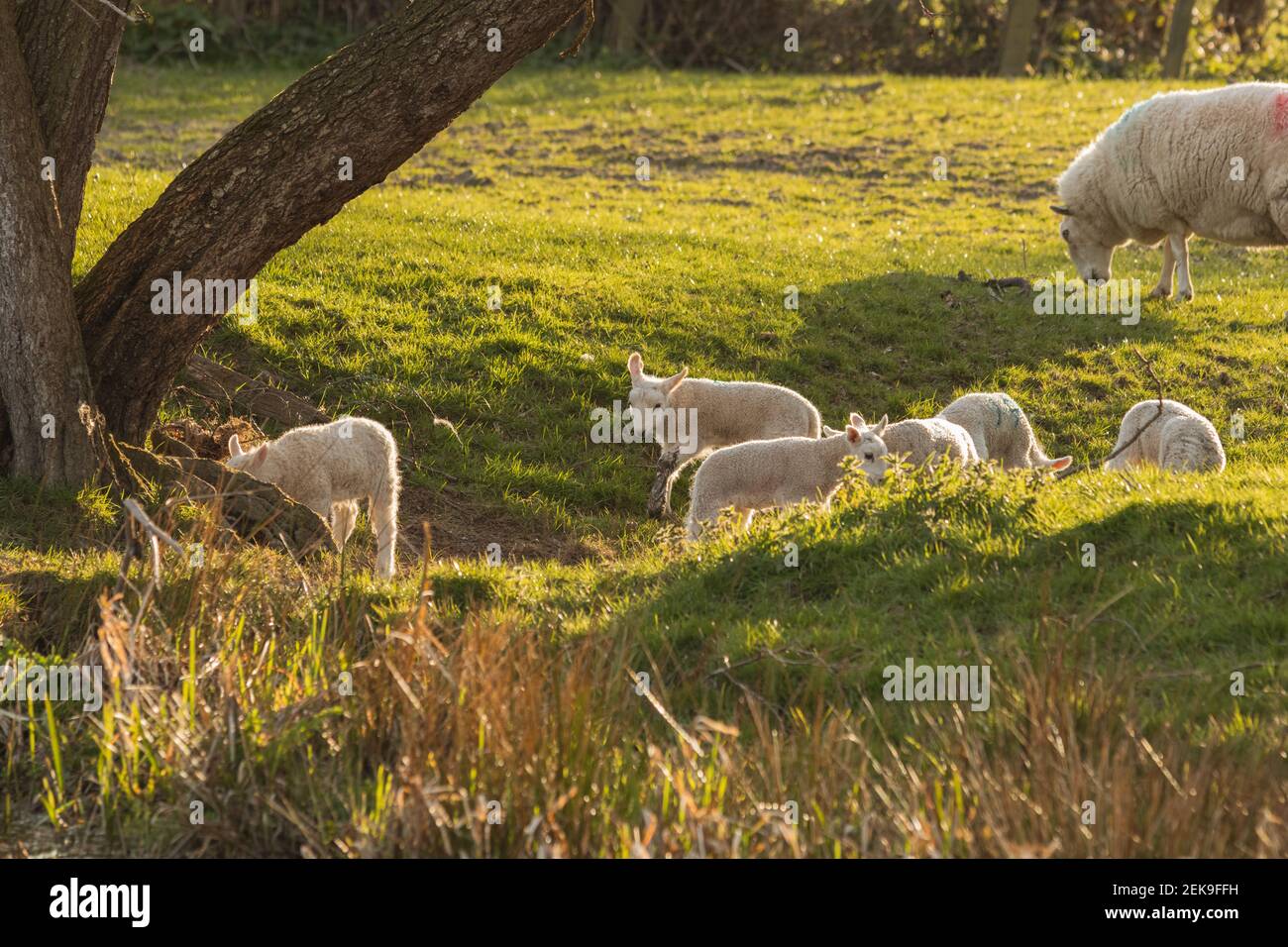 Junge neugeborene Lämmer (ovis aries) spielen im Frühjahr in Mid Wales Farming Field außerhalb Welshpool, Powys. Nutztiere Vieh. Stockfoto