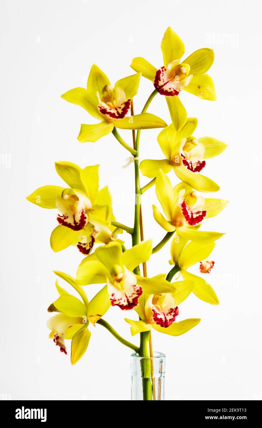 Gelbe Orchideenblüten, Cymbidium Ensifolium, in Glasvase, auf weißem Hintergrund. Ausschneiden. Stockfoto