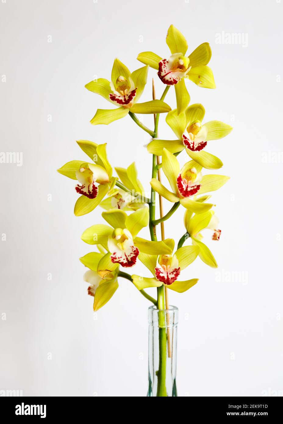 Gelbe Orchideenblüten, Cymbidium Ensifolium, in Glasvase, auf weißem Hintergrund. Ausschneiden. Stockfoto