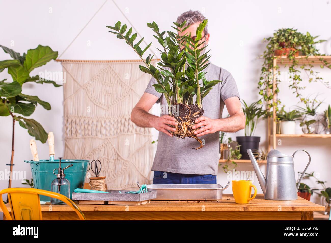 Mann, der Zamioculcas Zamiifolia Pflanze hält, während er zu Hause steht Stockfoto