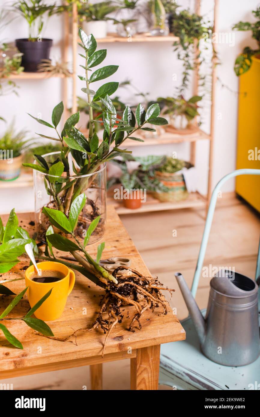 Zamioculcas Zamiifolia Pflanze und Kaffeetasse auf dem Tisch zu Hause Stockfoto