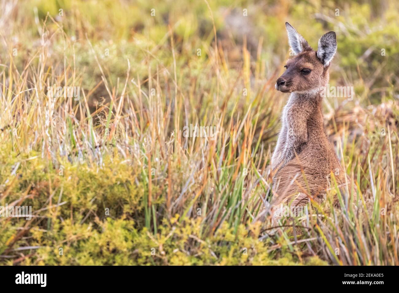 WESTERN Grey Giant Känguru im hohen Gras Stockfoto