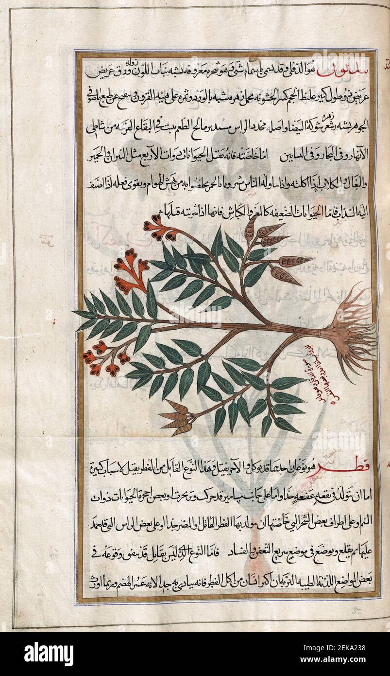 Im Buch als Oleander identifiziert. Nerium Oleander. Nach einer Illustration von Mirza Baqir in einem iranischen Buch des griechischen Arztes und Botanikers Pedanius Dioscorides aus dem 1st. Jahrhundert n. Chr. De materia Medica aus dem 19th. Jahrhundert. Stockfoto