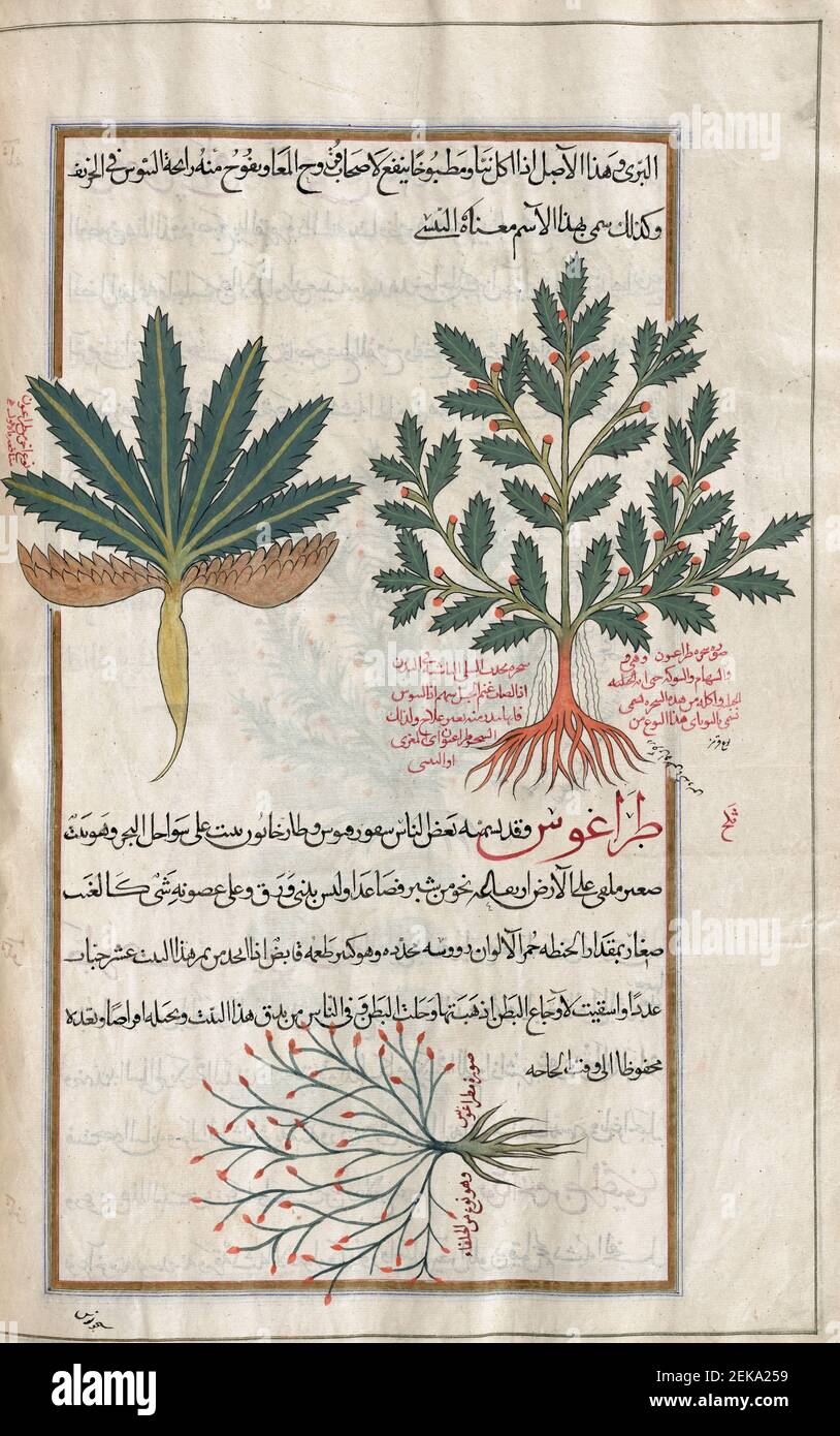 Nicht identifizierte Werke. Nach einer Illustration von Mirza Baqir in einem iranischen Buch des griechischen Arztes und Botanikers Pedanius Dioscorides aus dem 1st. Jahrhundert n. Chr. De materia Medica aus dem 19th. Jahrhundert. Stockfoto