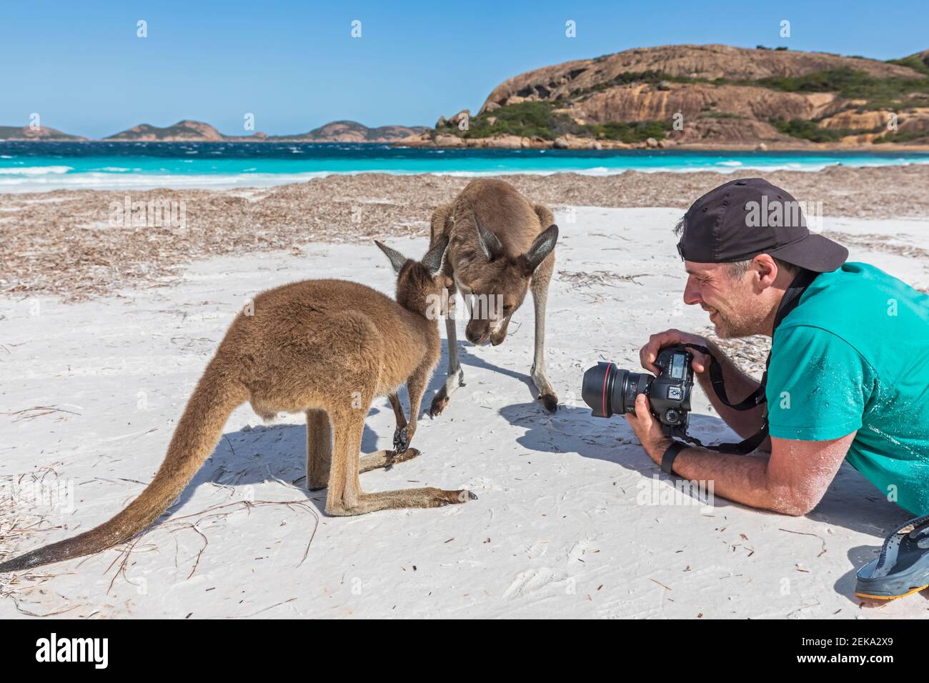 Smiilng Fotograf mit Kamera bei Western Grey Kängurus am Strand, Western Australia Stockfoto