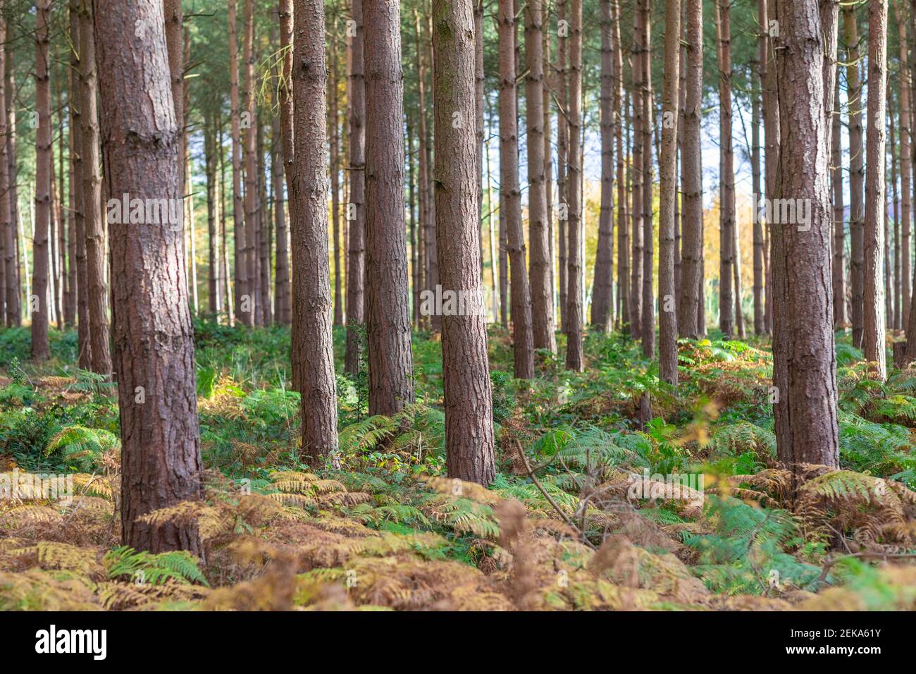 Bäume und Pflanzen wachsen im Wald bei Cannock Chase, Großbritannien Stockfoto