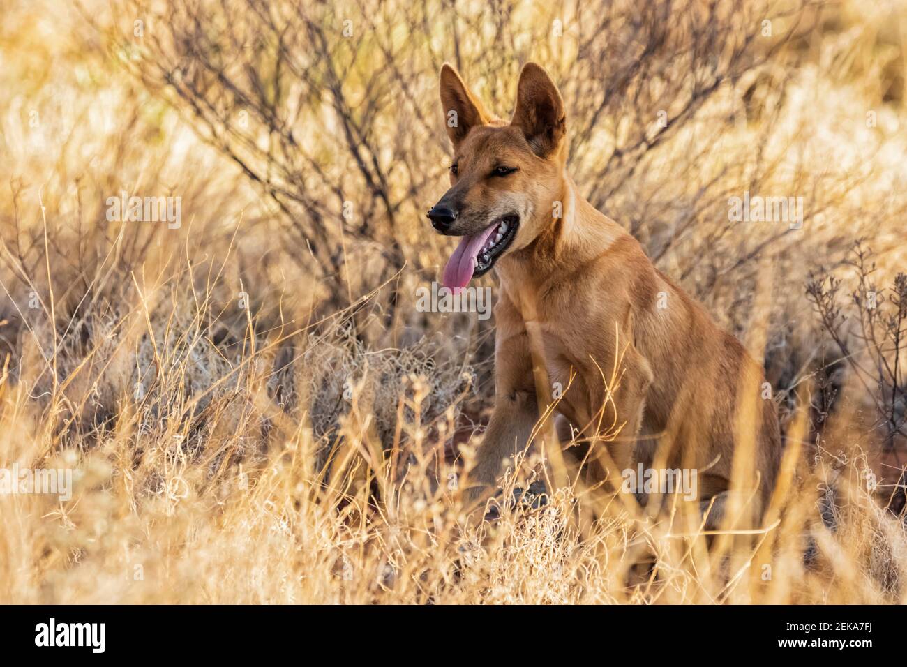 Porträt des einbeinige Dingo (Canis lupus dingo) Sitzen im Gras im Uluru-Kata Tjuta National Park Stockfoto