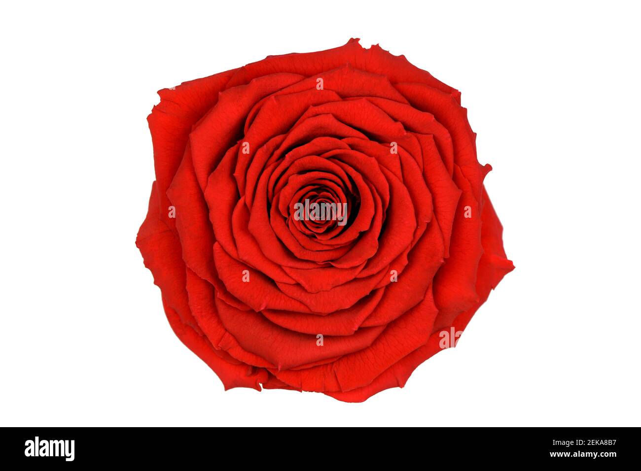 Vollständig gerahmte Makroansicht von oben in einem bunten Rot Rosenblüte auf schwarzem Hintergrund Stockfoto