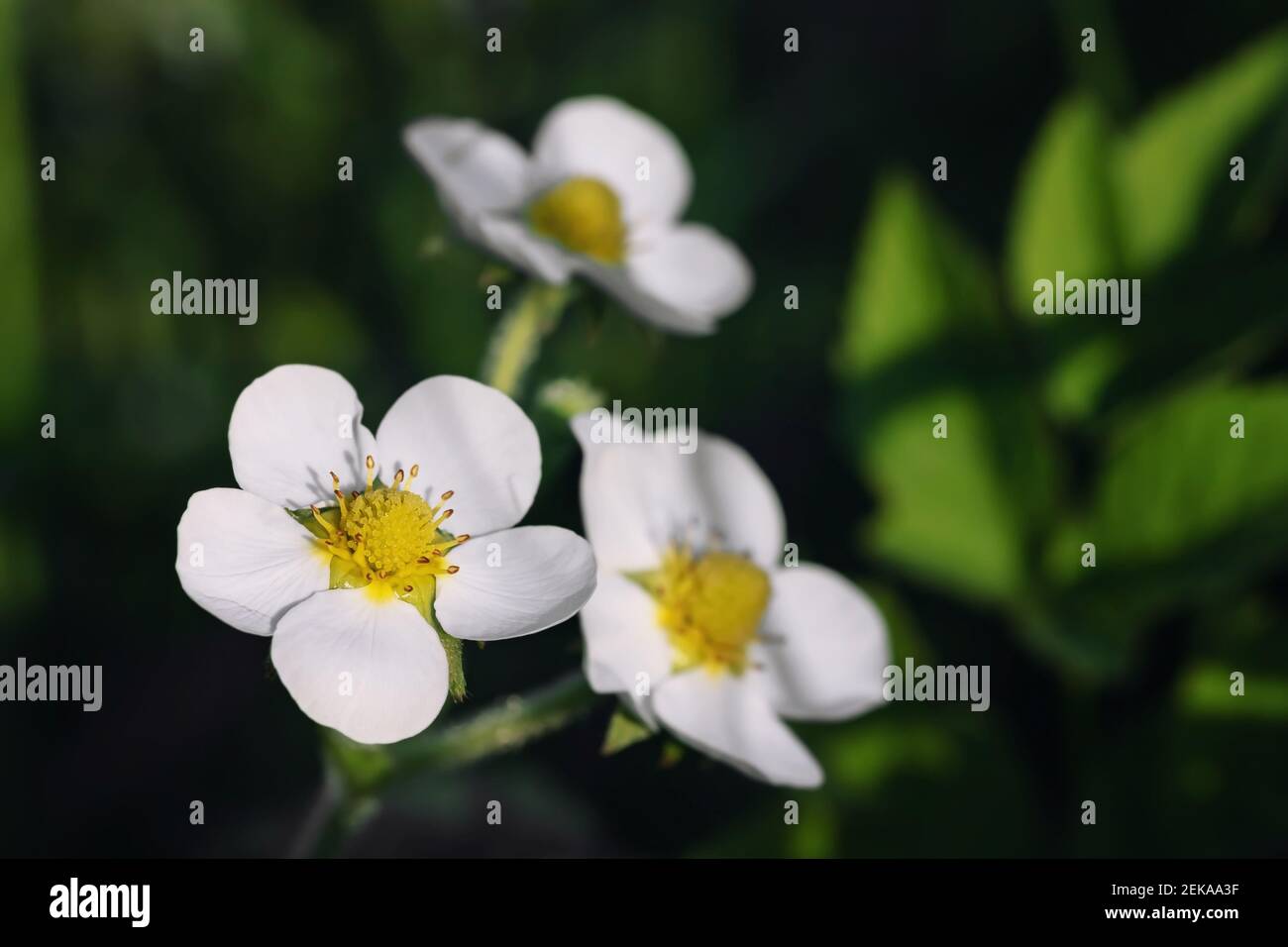 Zarte weiße Blüten und grüne Erdbeerblätter im Garten. Stockfoto