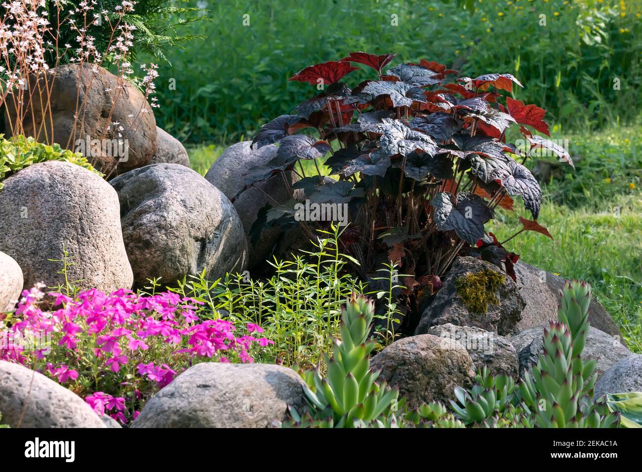 Verschiedene mehrjährige Pflanzen in einem kleinen Steingarten in einem Sommergarten. Stockfoto