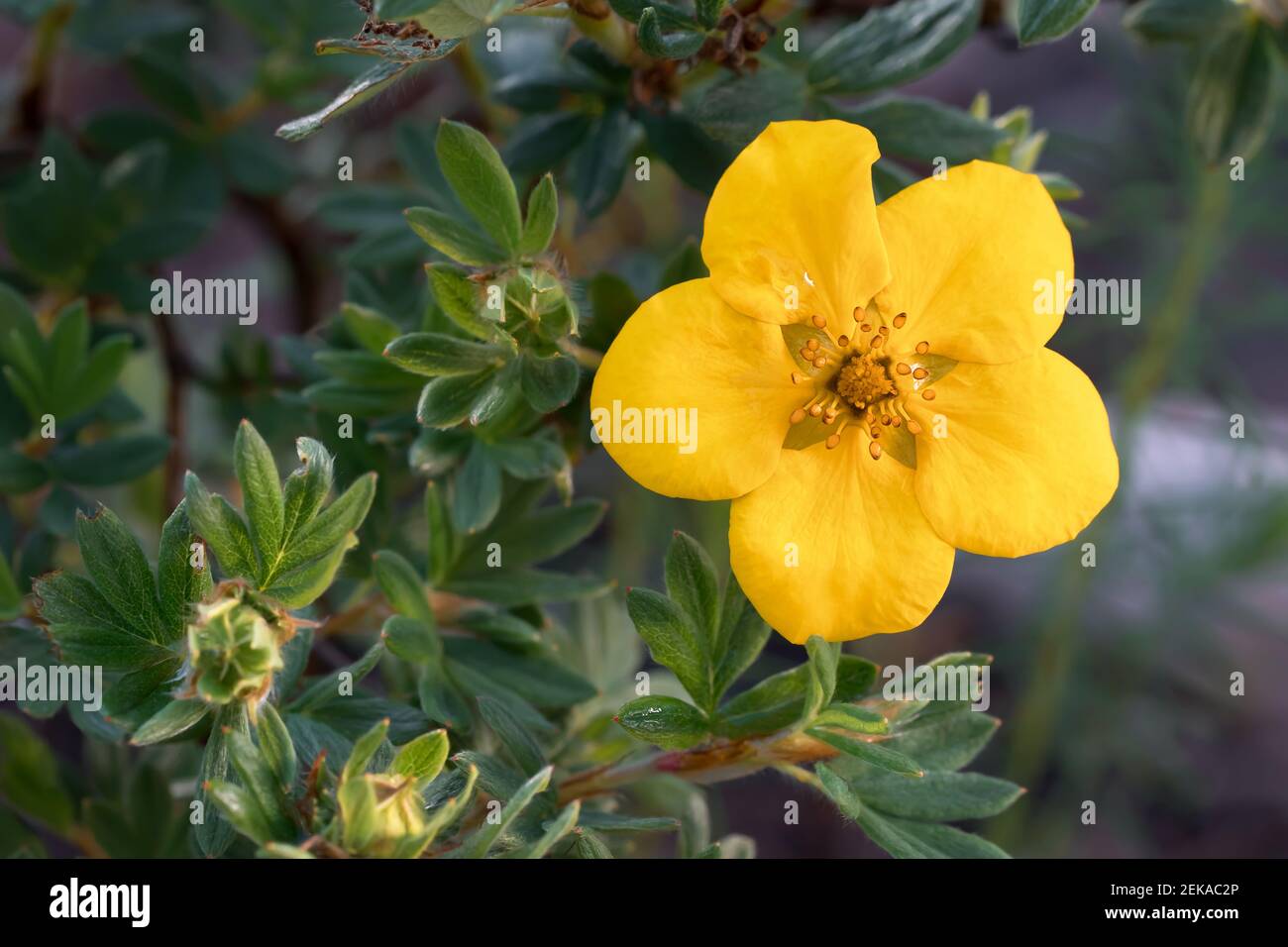 Gelbe Blume des Potentilla Strauch im Garten aus nächster Nähe. Stockfoto