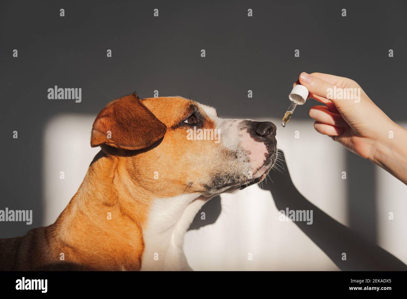 Hund, der ätherisches Öl aus dem Tropf nimmt. Nahrungsergänzungsmittel, beruhigende Produkte, cbd- oder thd-Öle für Haustiere Stockfoto