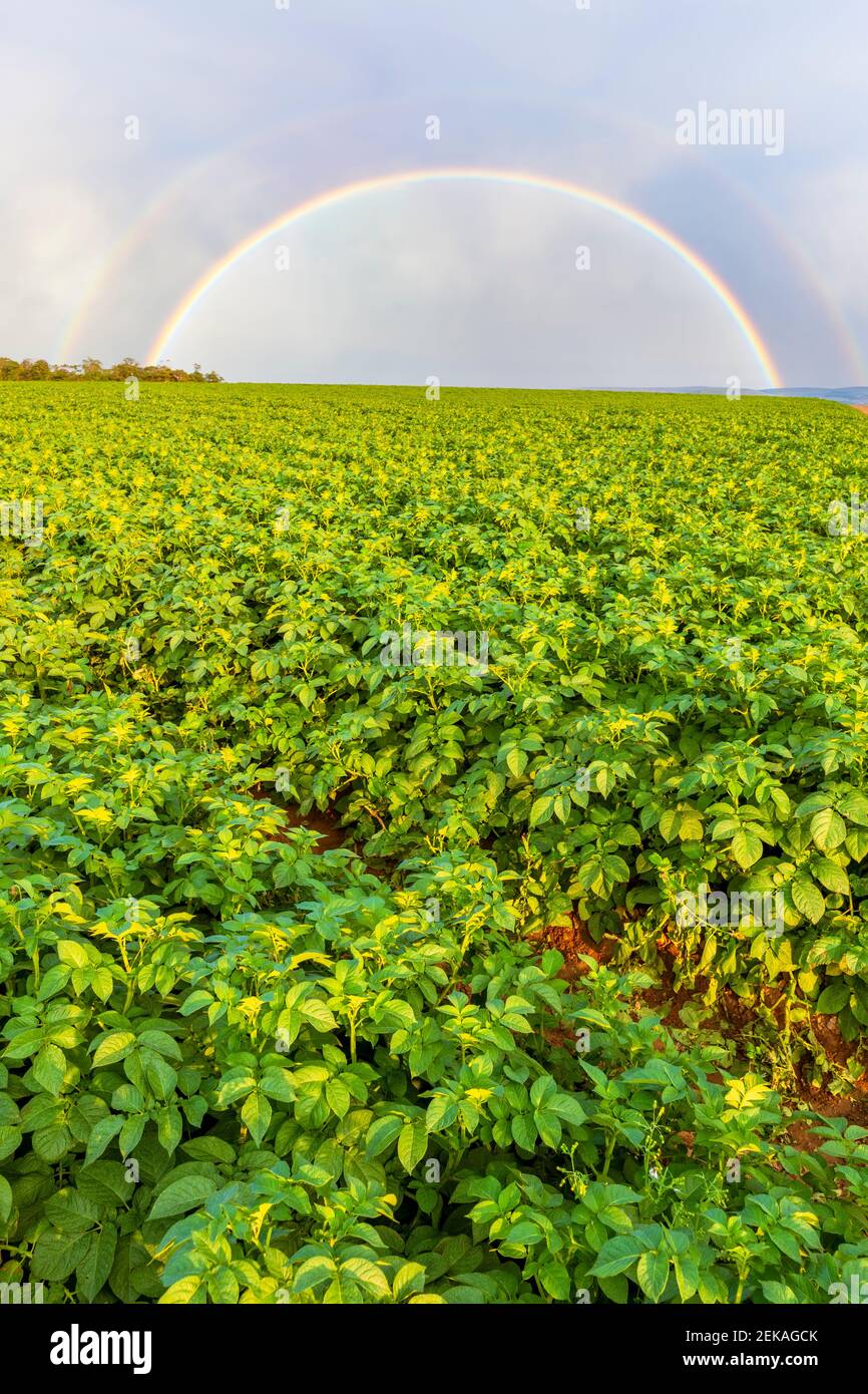 Großbritannien, Schottland, East Lothian, Doppelregenbogen über dem Kartoffelfeld (Solanum tuberosum) Stockfoto