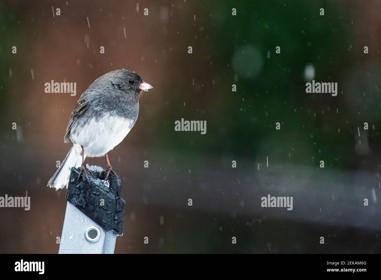 Dunkeläugige junco im Hinterhof Lebensraum an regnerischen Tag Stockfoto