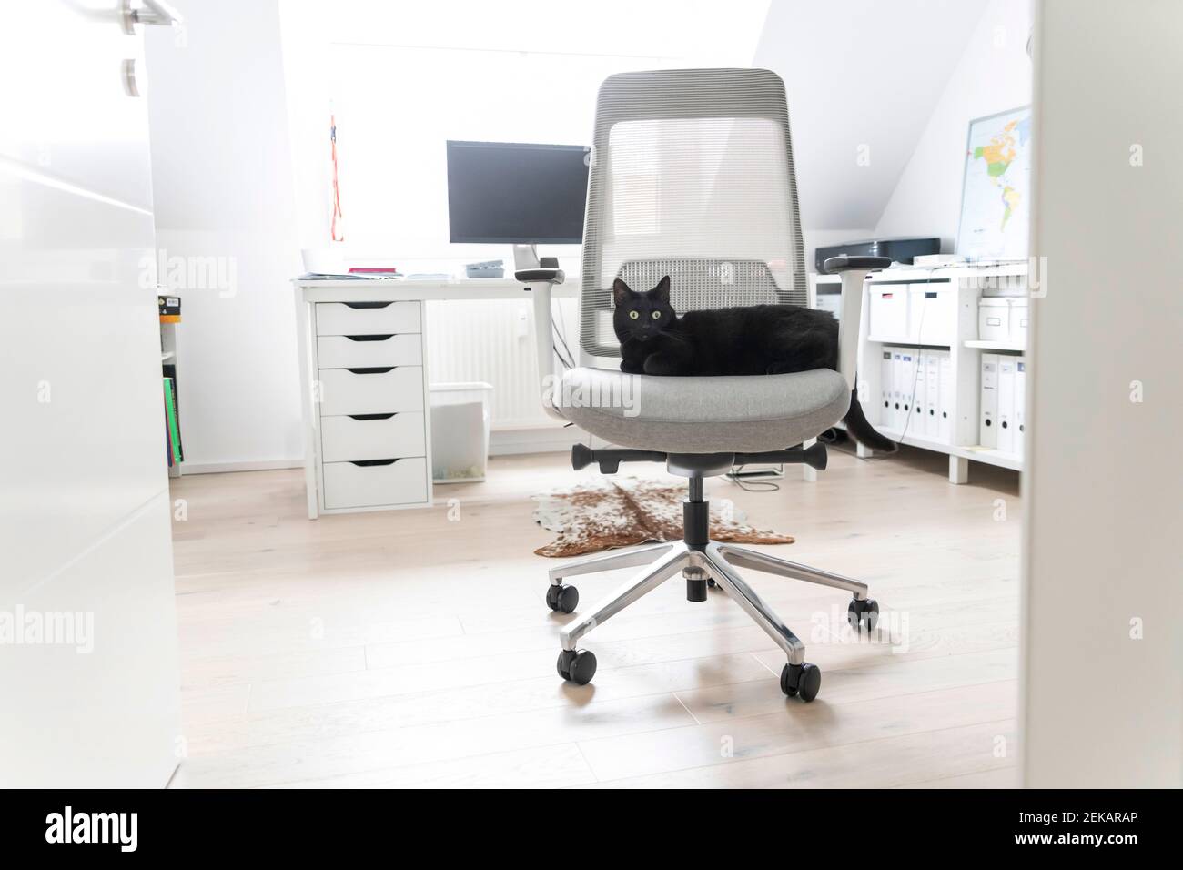 Schwarze Katze sitzt auf einem Stuhl zu Hause im Büro Stockfoto