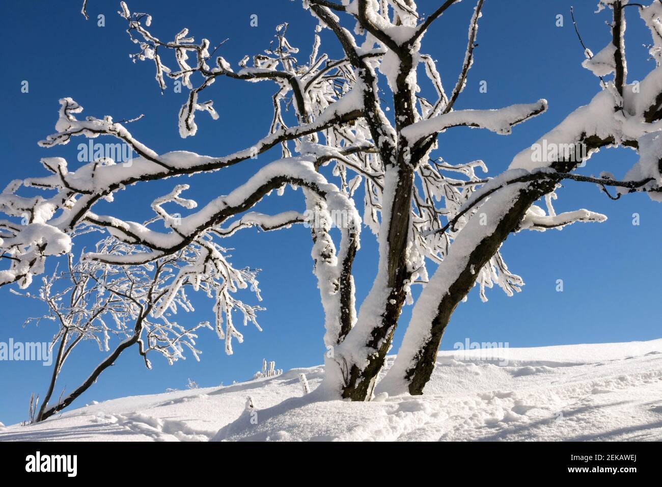 Schnee und Reif auf Ästen, Baum im Schnee Drift, Winter blauer Himmel Stockfoto