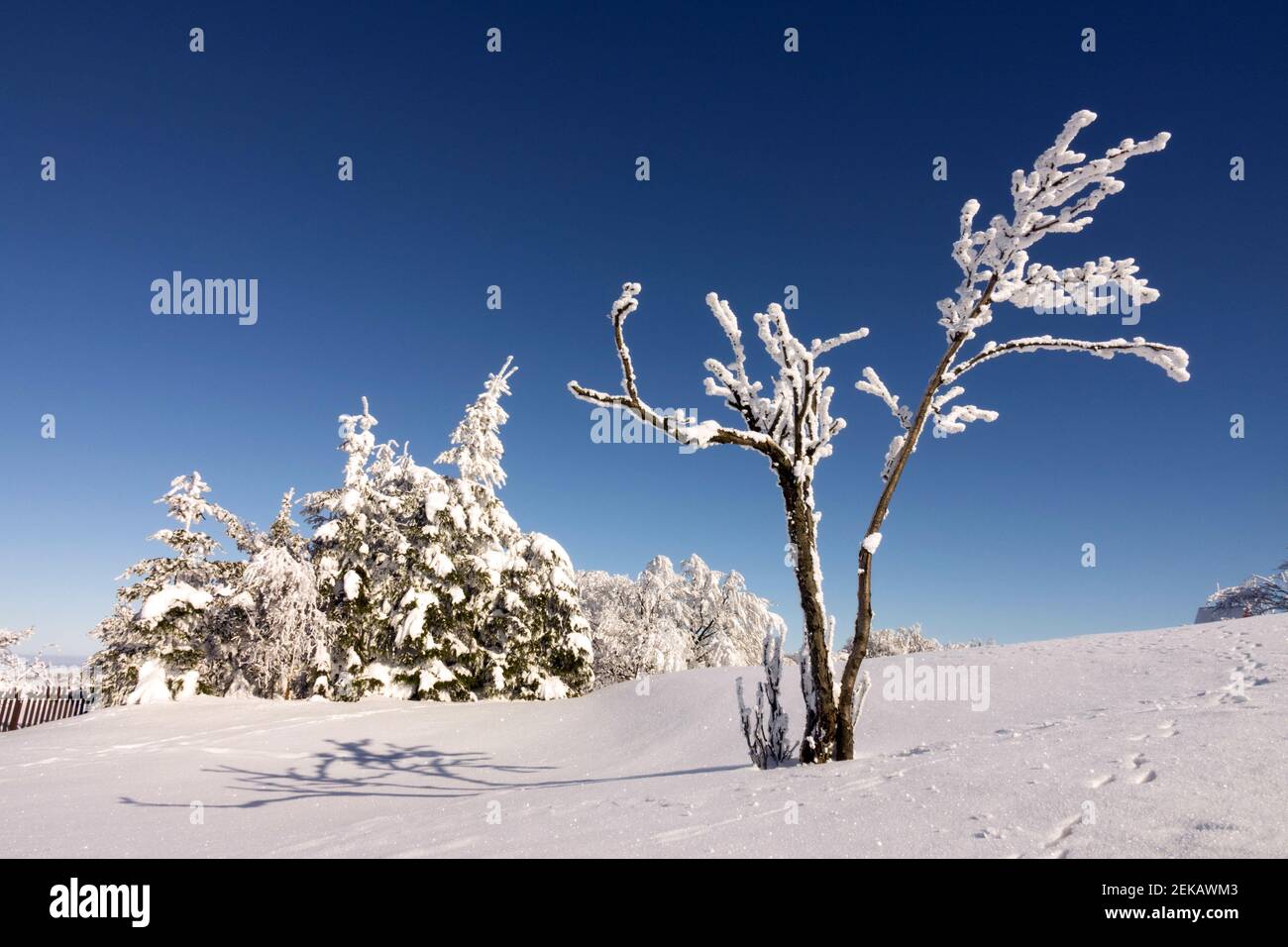 Winterlandschaft mit schneebedecktem Raureif auf kleinem Baum, winterblauer Himmel Stockfoto