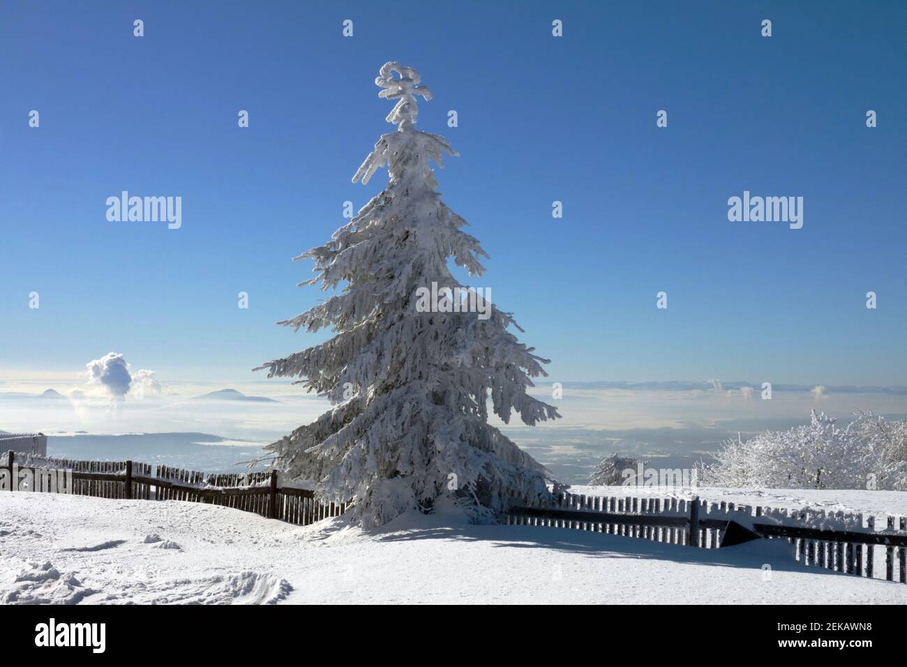 Fichtenbaum und Zaun in einer schneebedeckten Winterlandschaft Stockfoto