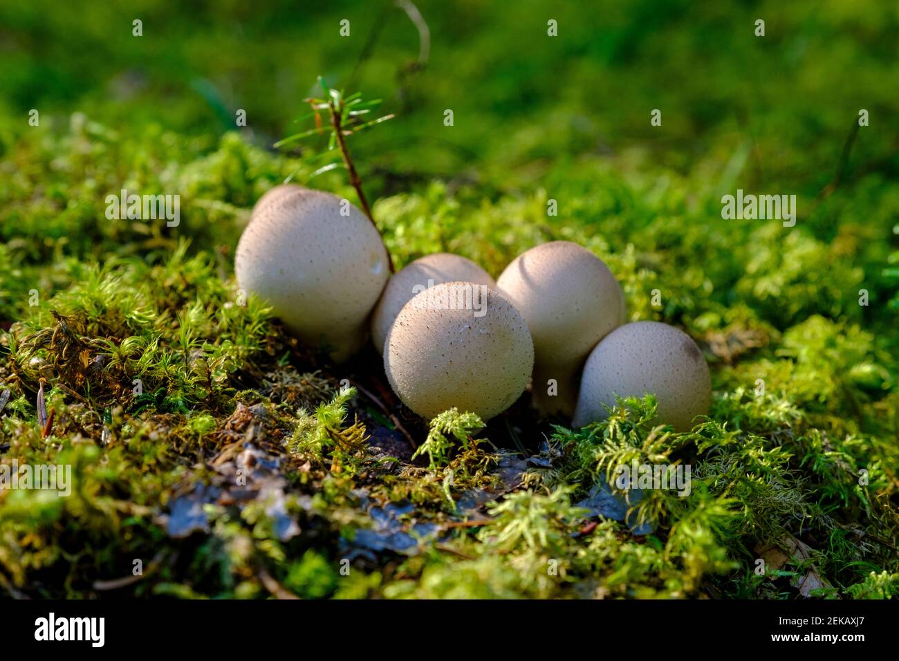 Haufen wachsender gewöhnlicher Puffbälle (Lycoperdon perlatum) Stockfoto