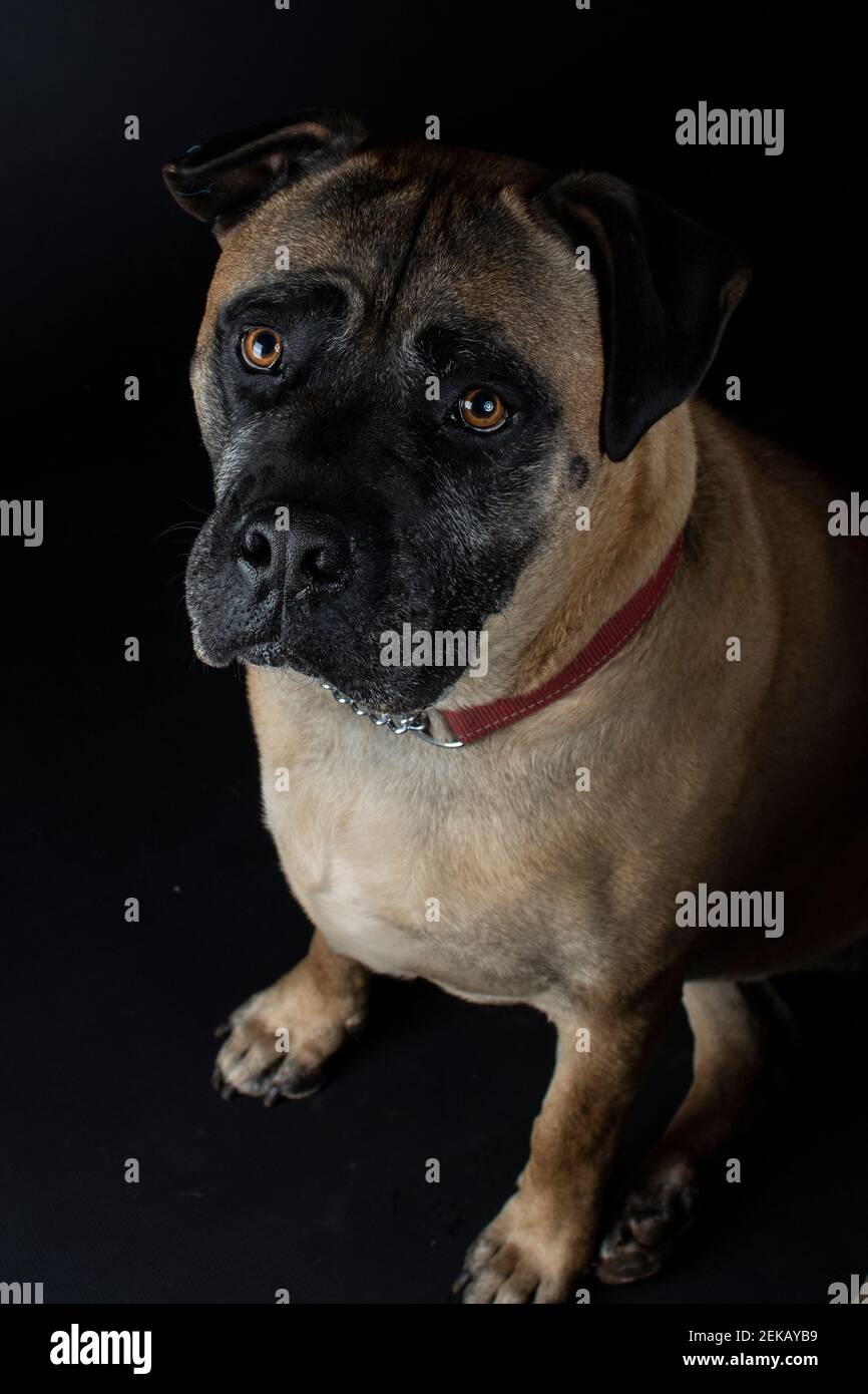 Bull Mastiff Stockfoto