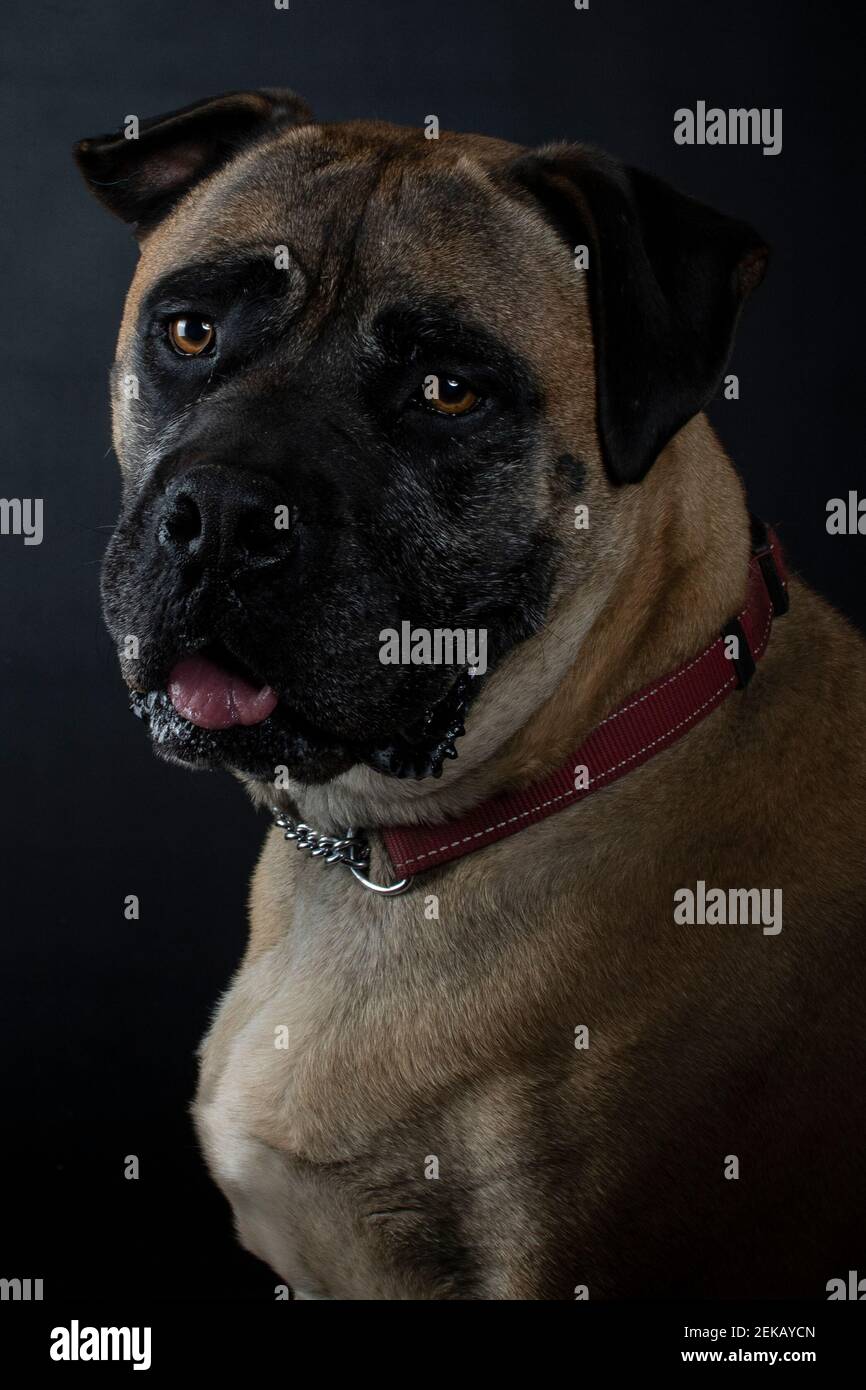 Lächelnder Mastiff Stockfoto