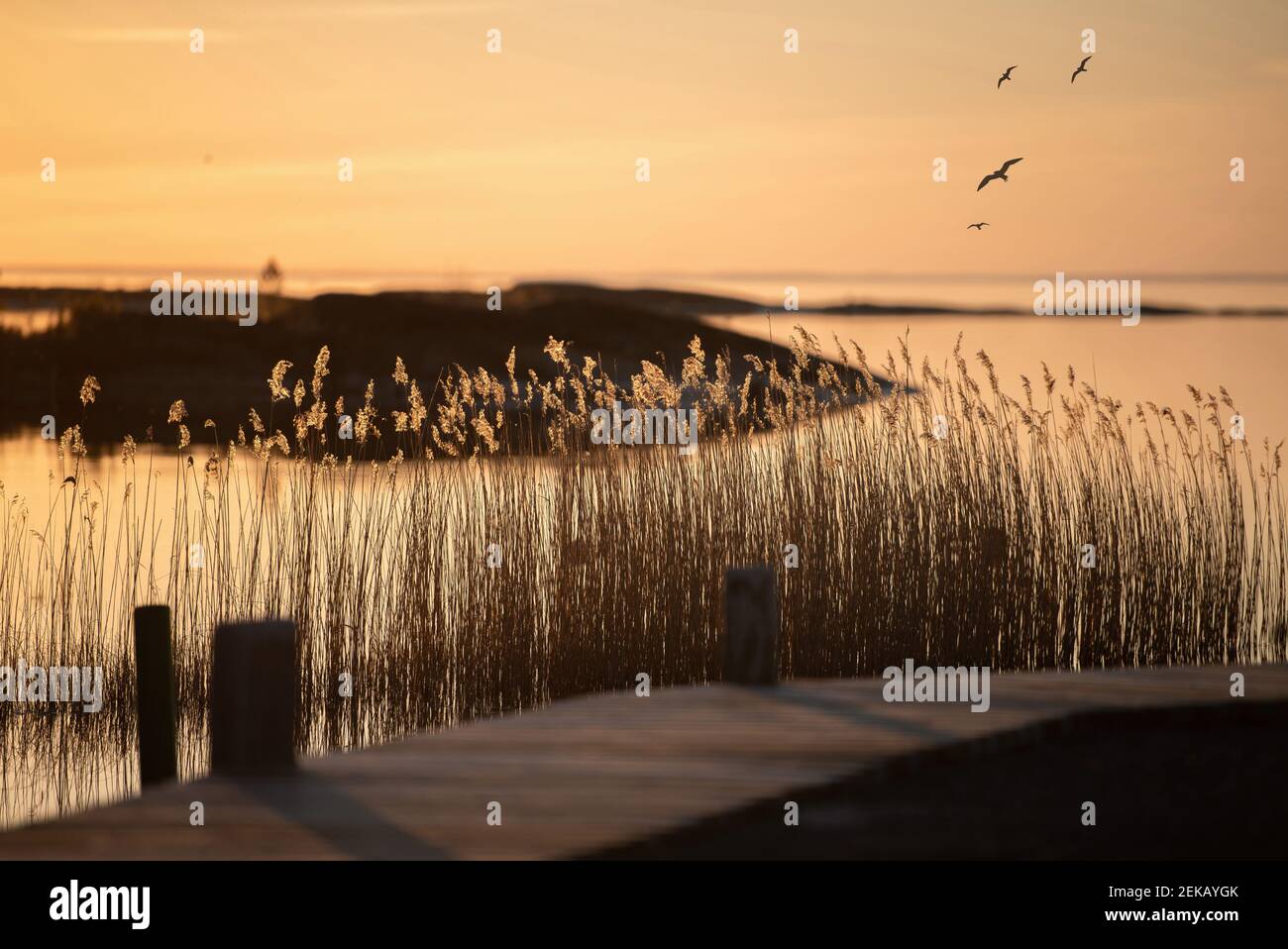 Blick auf den Vänern See an einem ruhigen Sommerabend. Im Vordergrund ist ein Badesteg. Stockfoto