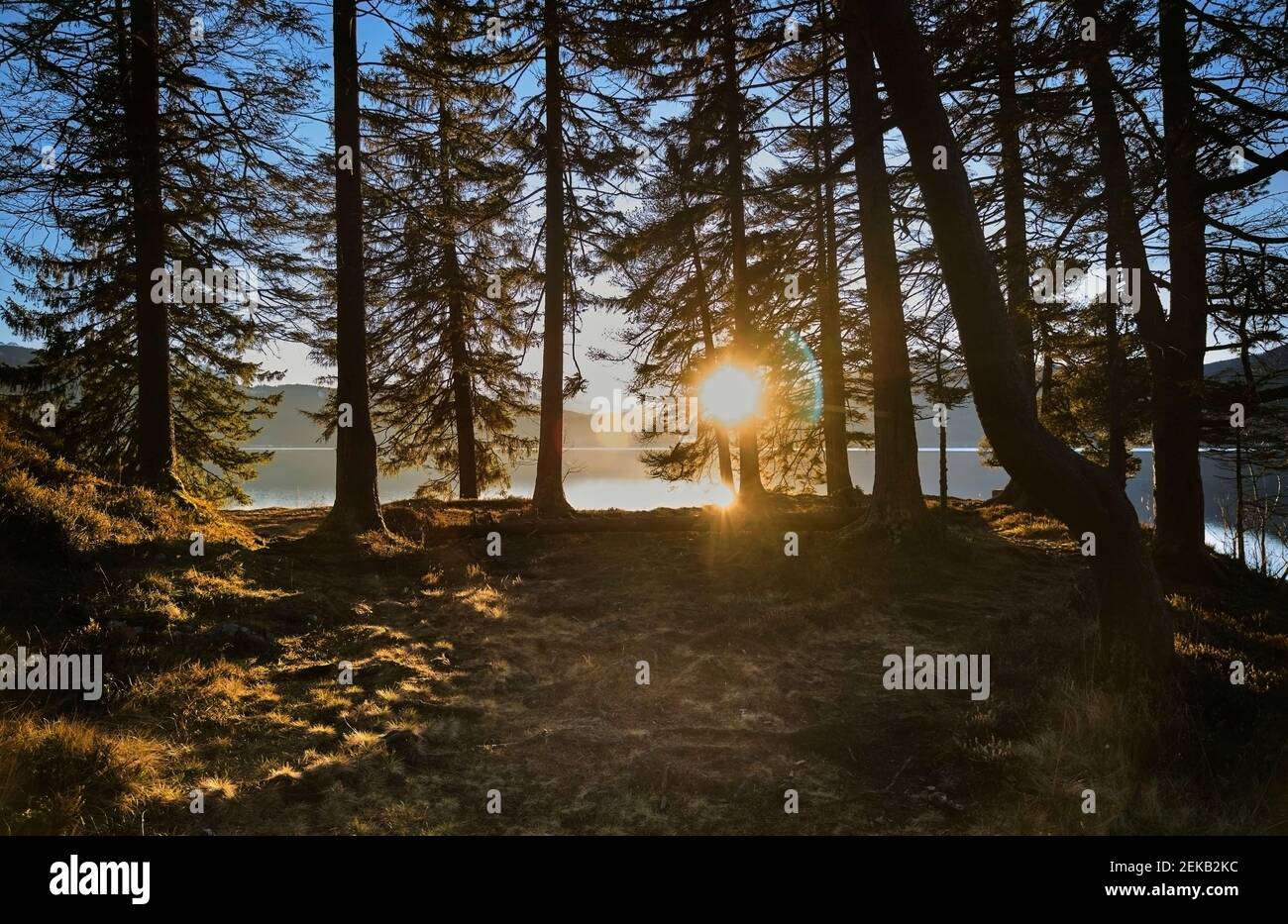 Untergehende Sonne scheint durch Bäume am Walchensee, Bayern, Deutschland Stockfoto