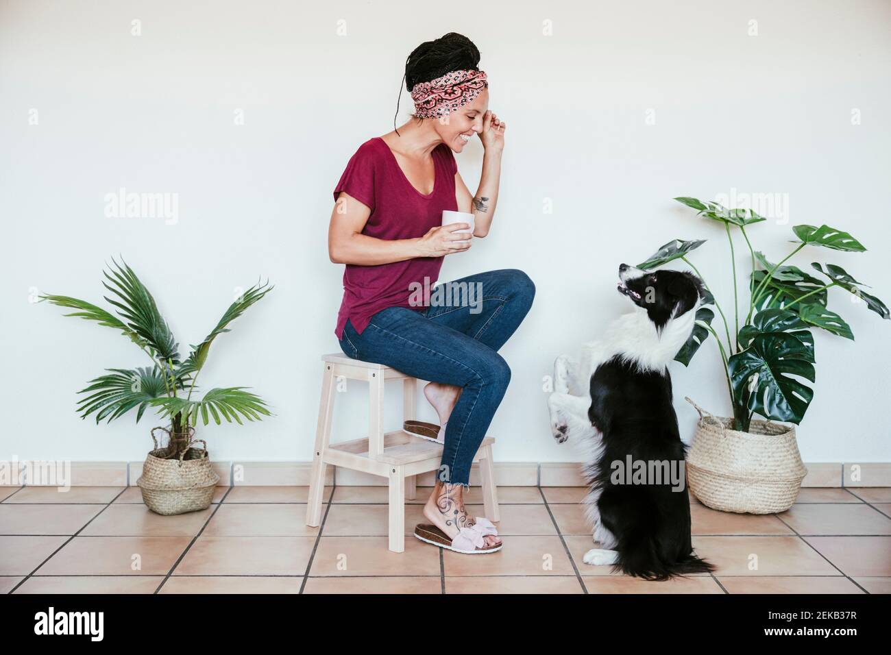 Lächelnde Frau, die Border Collie im Sitzen Gehorsam trainiert Auf dem Hocker zu Hause Stockfoto
