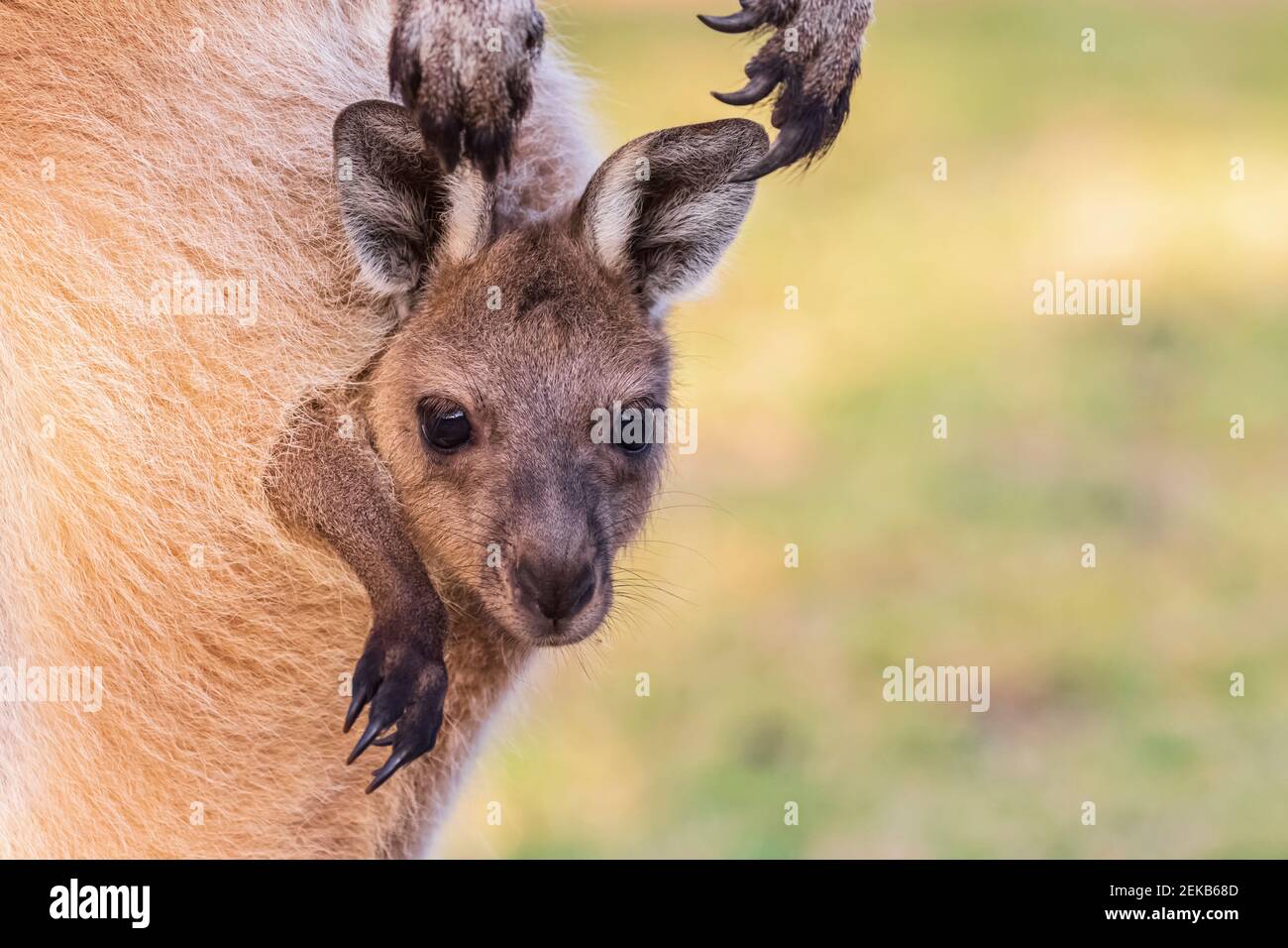 Australien, Westaustralien, Windy Harbour, Nahaufnahme von rotem Känguru (Macropus rufus) joey starrt aus der Tasche Stockfoto