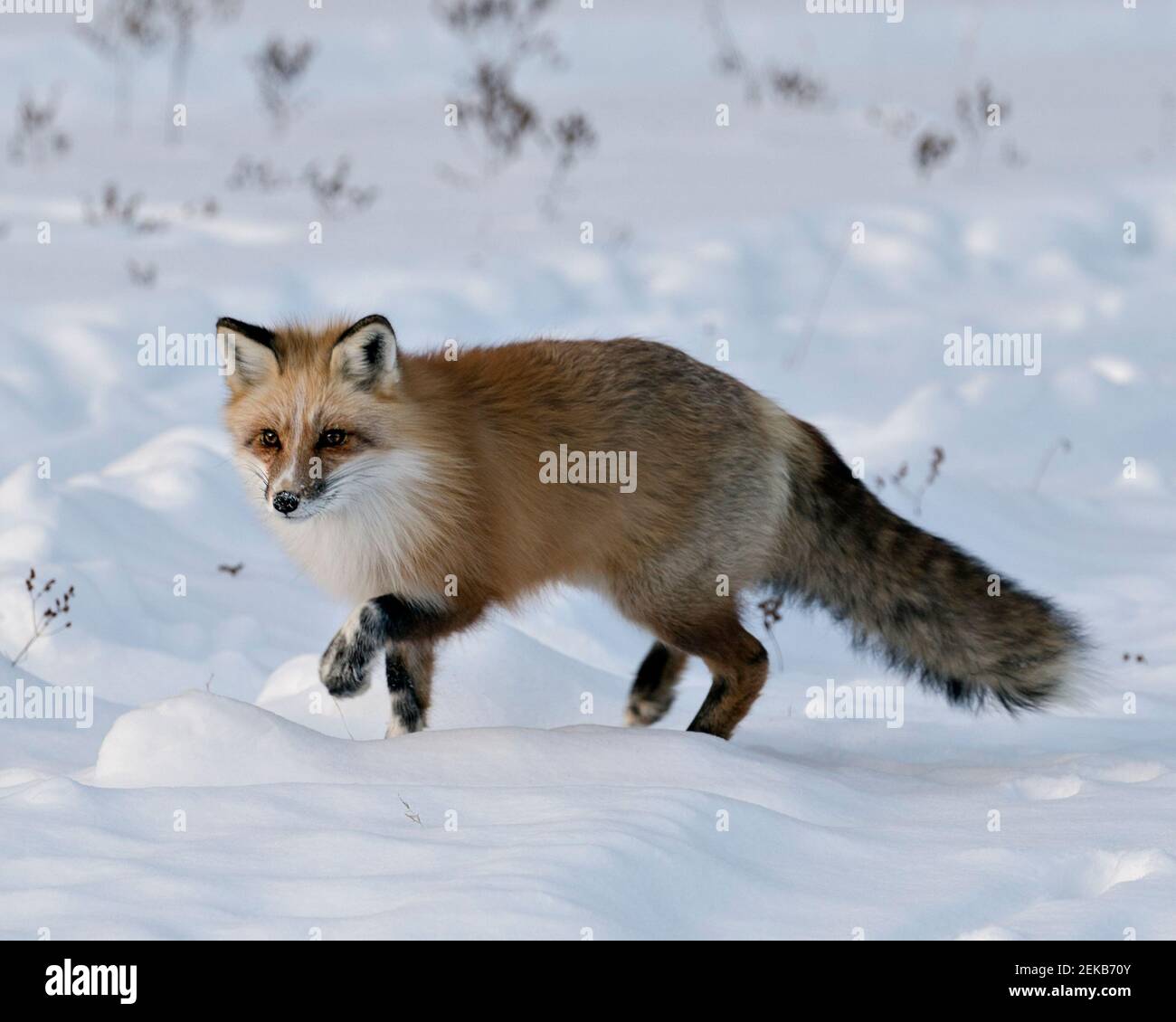 Rotfuchs Nahaufnahme Profil Seitenansicht in der Wintersaison in seiner Umgebung und Lebensraum mit verschwommenem Schnee Hintergrund zeigt buschigen Fuchsschwanz, weiße Markierung Stockfoto