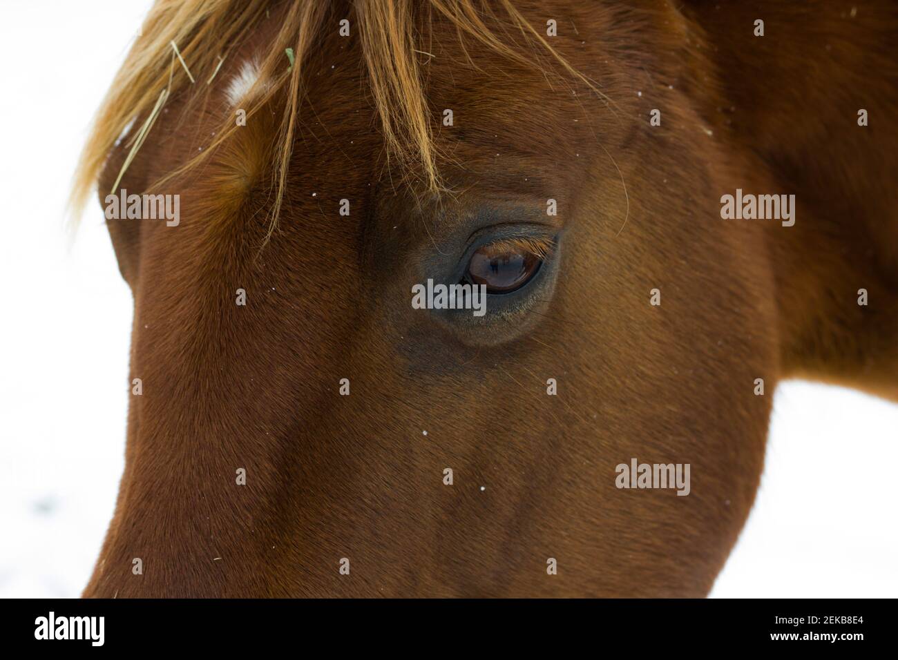 Quarter Horse Stute Stockfoto