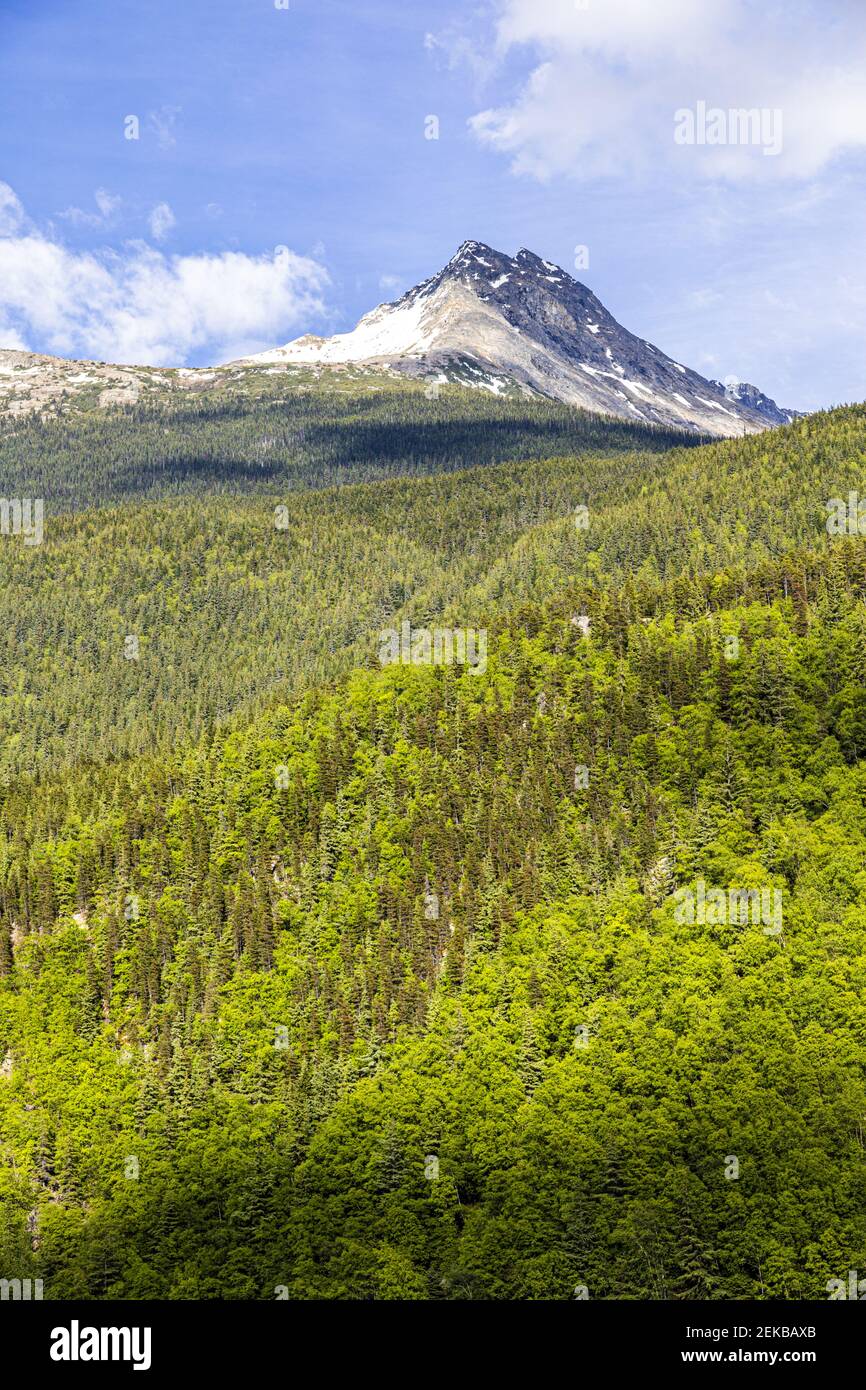 Gemischte Laub- und Nadelwälder an den Hängen eines Berges mit Blick auf Skagway, Alaska, USA Stockfoto