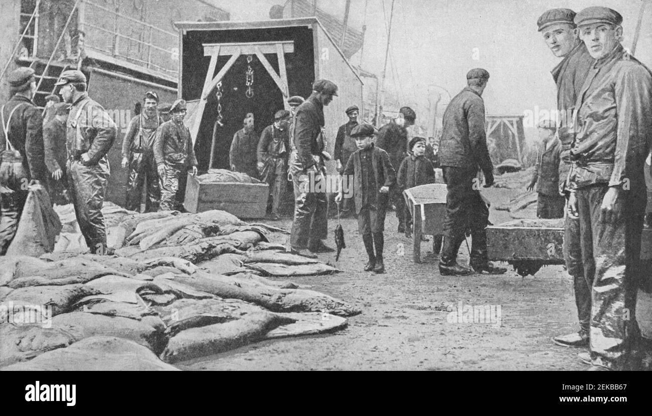 Anfang 20th Jahrhundert Foto von Haufen von Robbenfellen bei Ein Dock in Neufundland Kanada Stockfoto