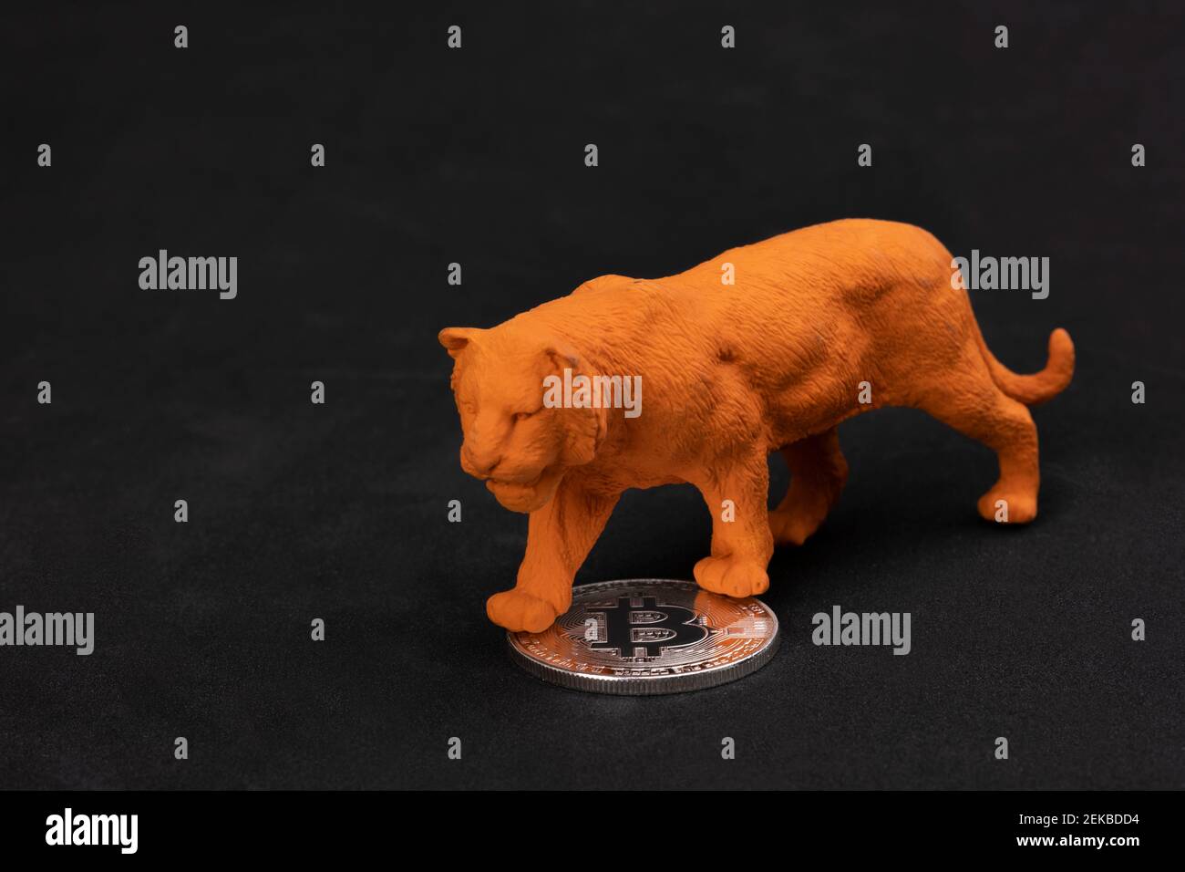 Internationales elektronisches Börsen- und Finanzkonzept: Ein orangefarbener Spielzeug-Tiger, der auf einer silberglänzenden Bitcoin auf schwarzer Oberfläche mit Kopierraum steht. Stockfoto