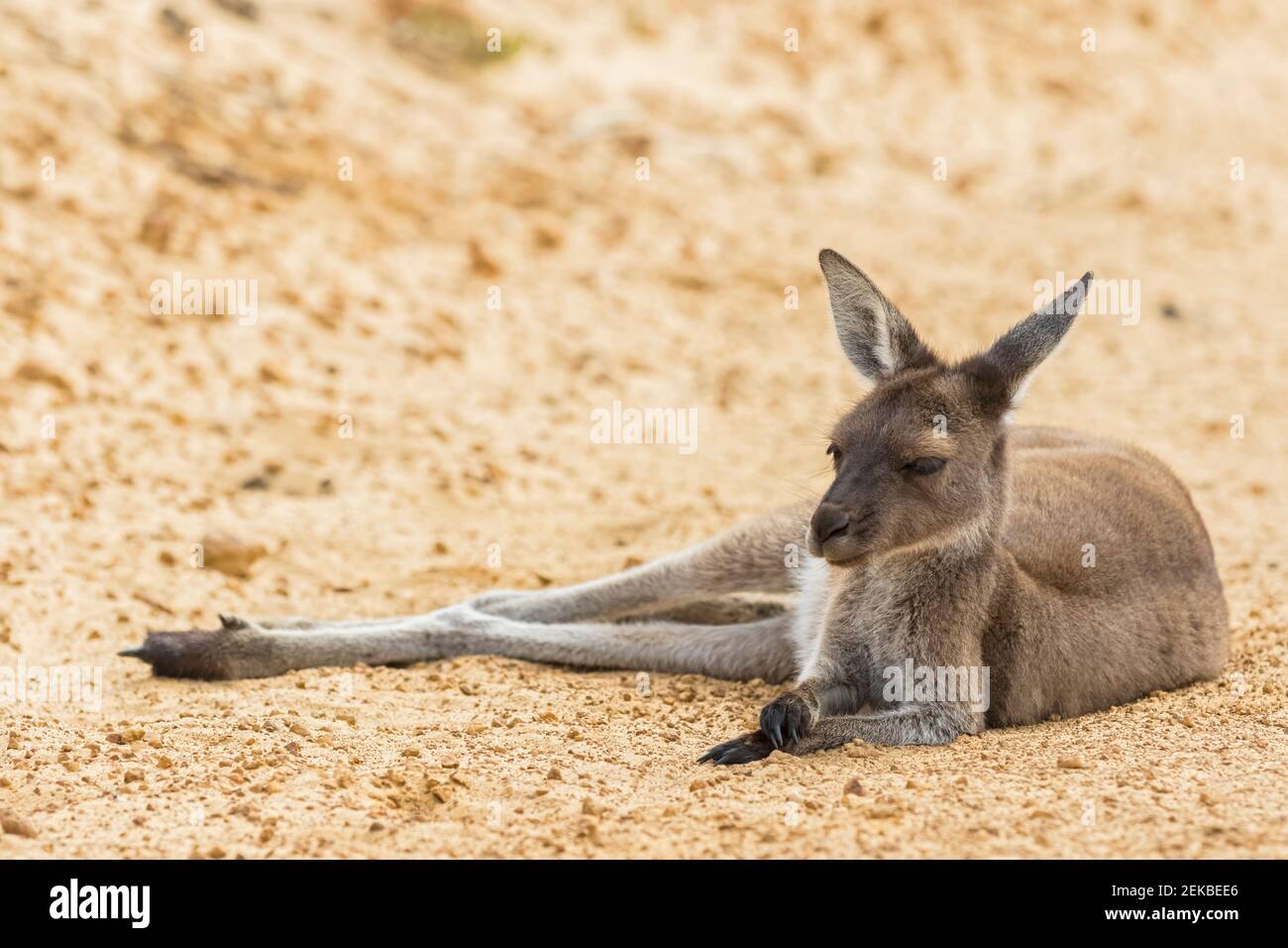 WESTERN Grey Giant Känguru liegt auf Sand Stockfoto