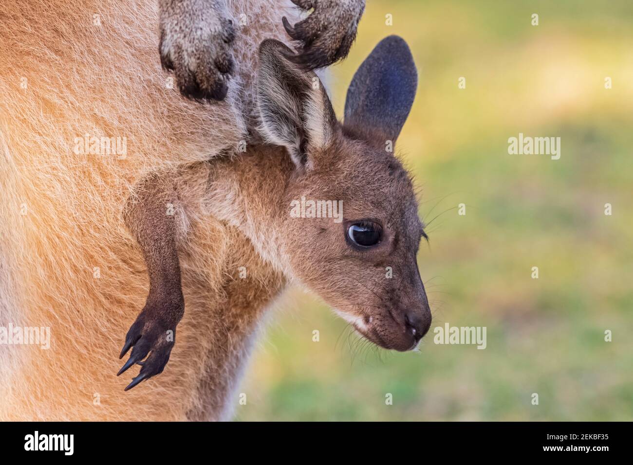 Australien, Westaustralien, Windy Harbour, Nahaufnahme von rotem Känguru (Macropus rufus) joey starrt aus der Tasche Stockfoto