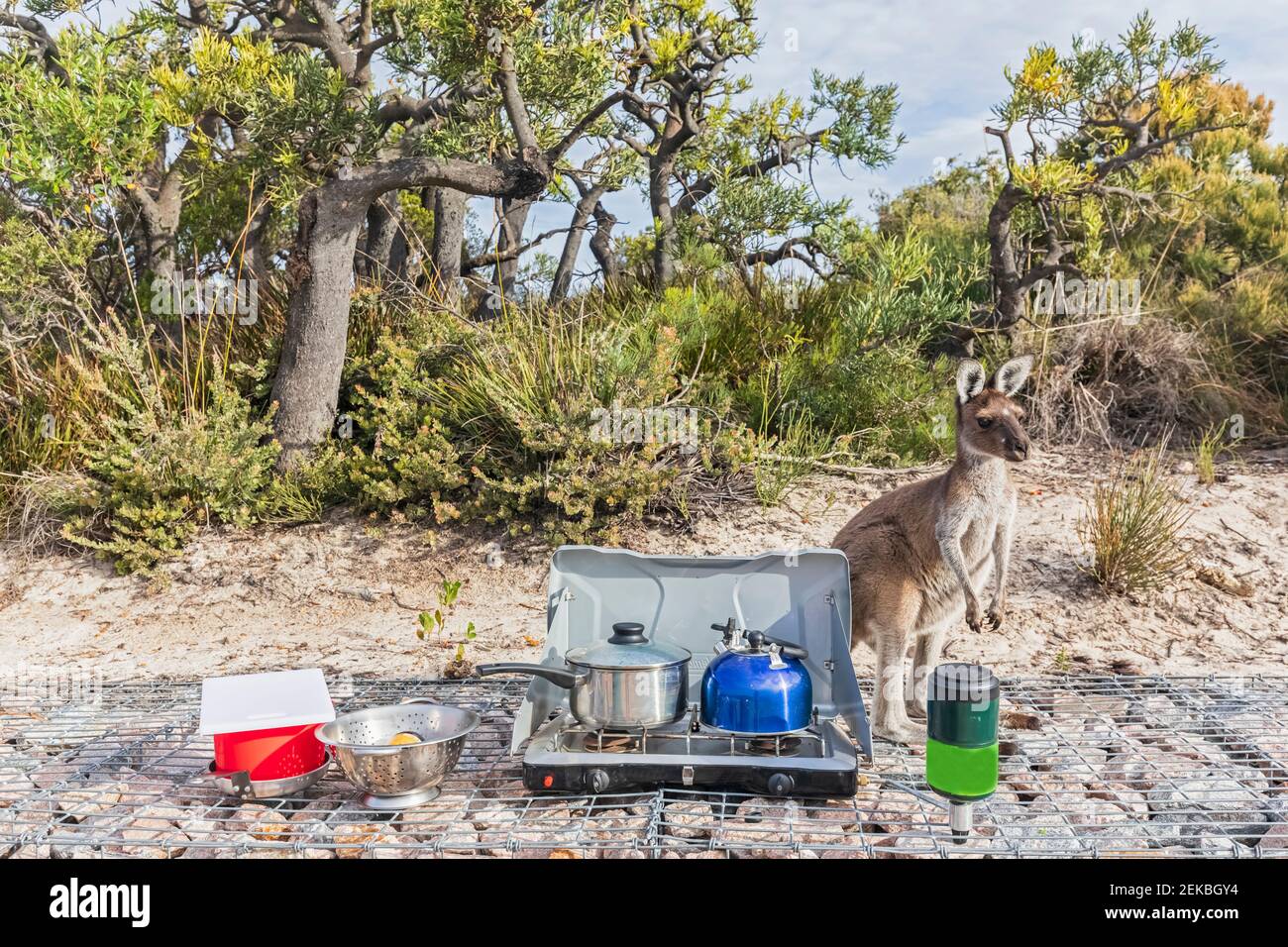 WESTERN Grey Känguru am Campingkocher, Western Australia Stockfoto