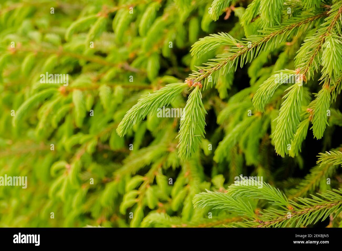 Detail von Tannenzweig im Wald.Junge grüne Triebe der Fichte im Frühjahr. Fichtenzweige als grüner Hintergrund. Junge wachsende Tannenzweige Stockfoto