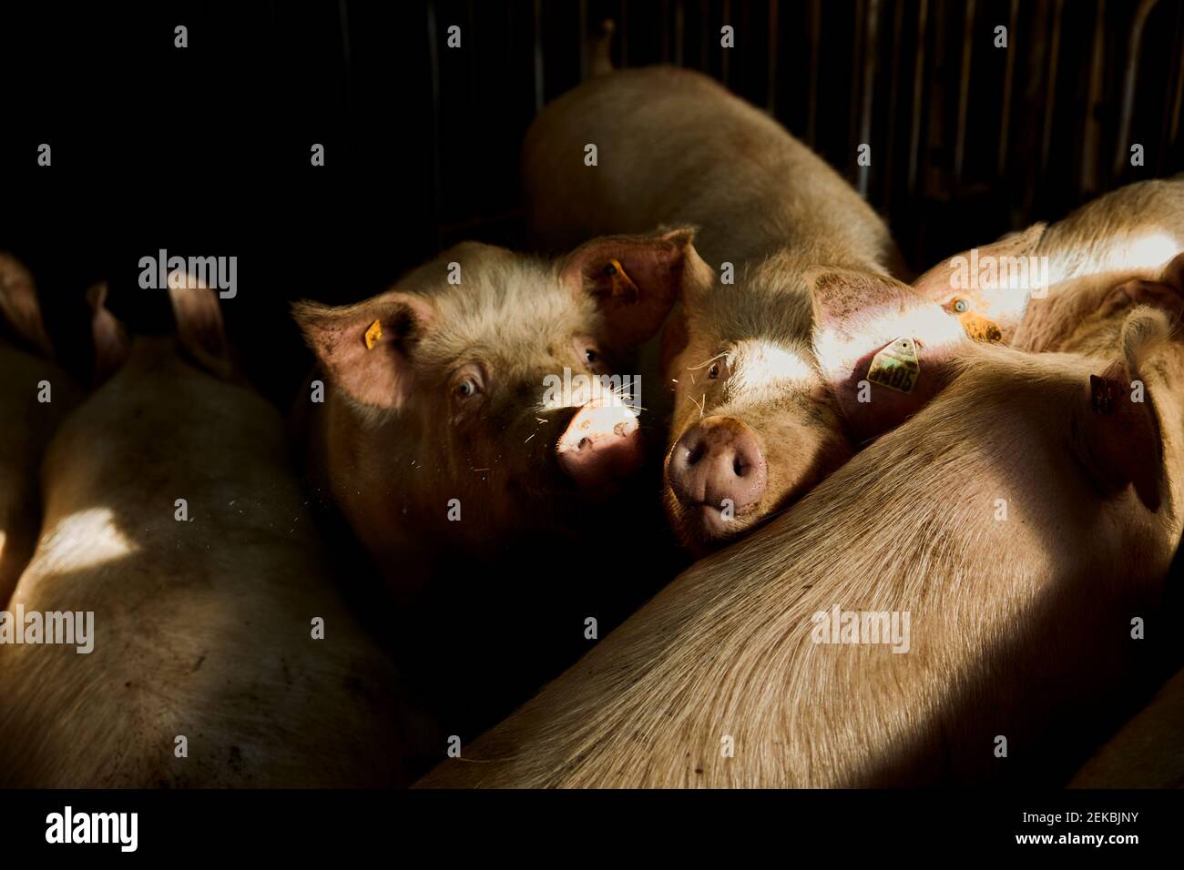Schweine im Tierhalter Stockfoto