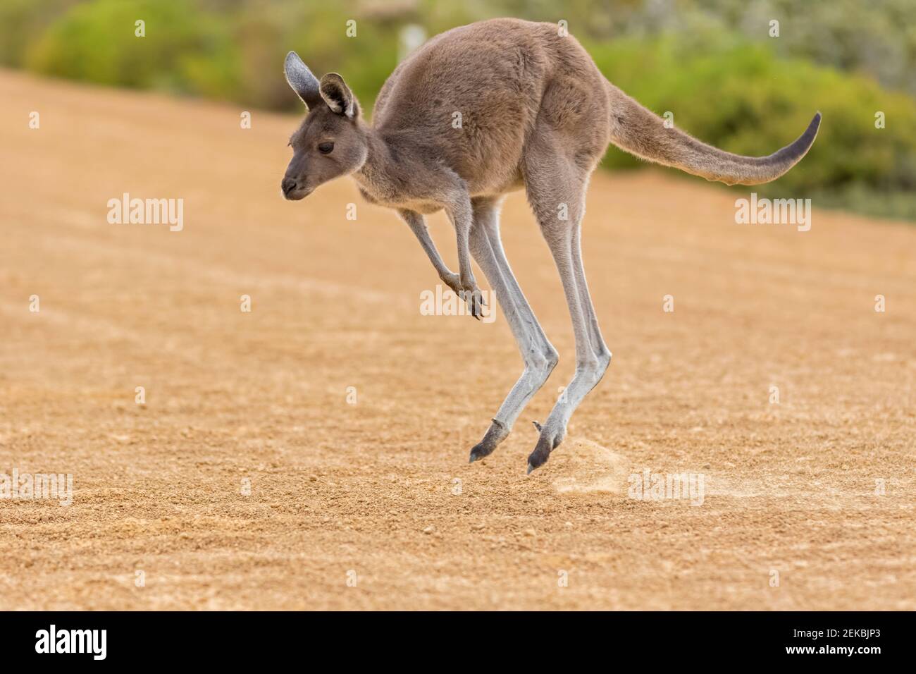 WESTERN Grey Giant Känguru springt auf Sand Stockfoto