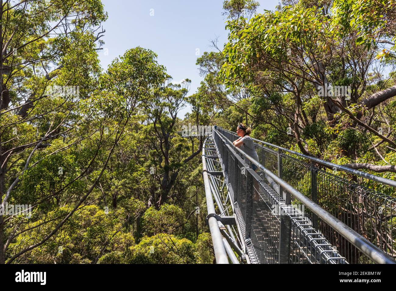 Weibliche Touristen bewundern die Aussicht von Baumwipfelpfad zwischen rot Tingle Bäume (Eucalyptus jacksonii) wachsen im Walpole-Nornalup National Park Stockfoto