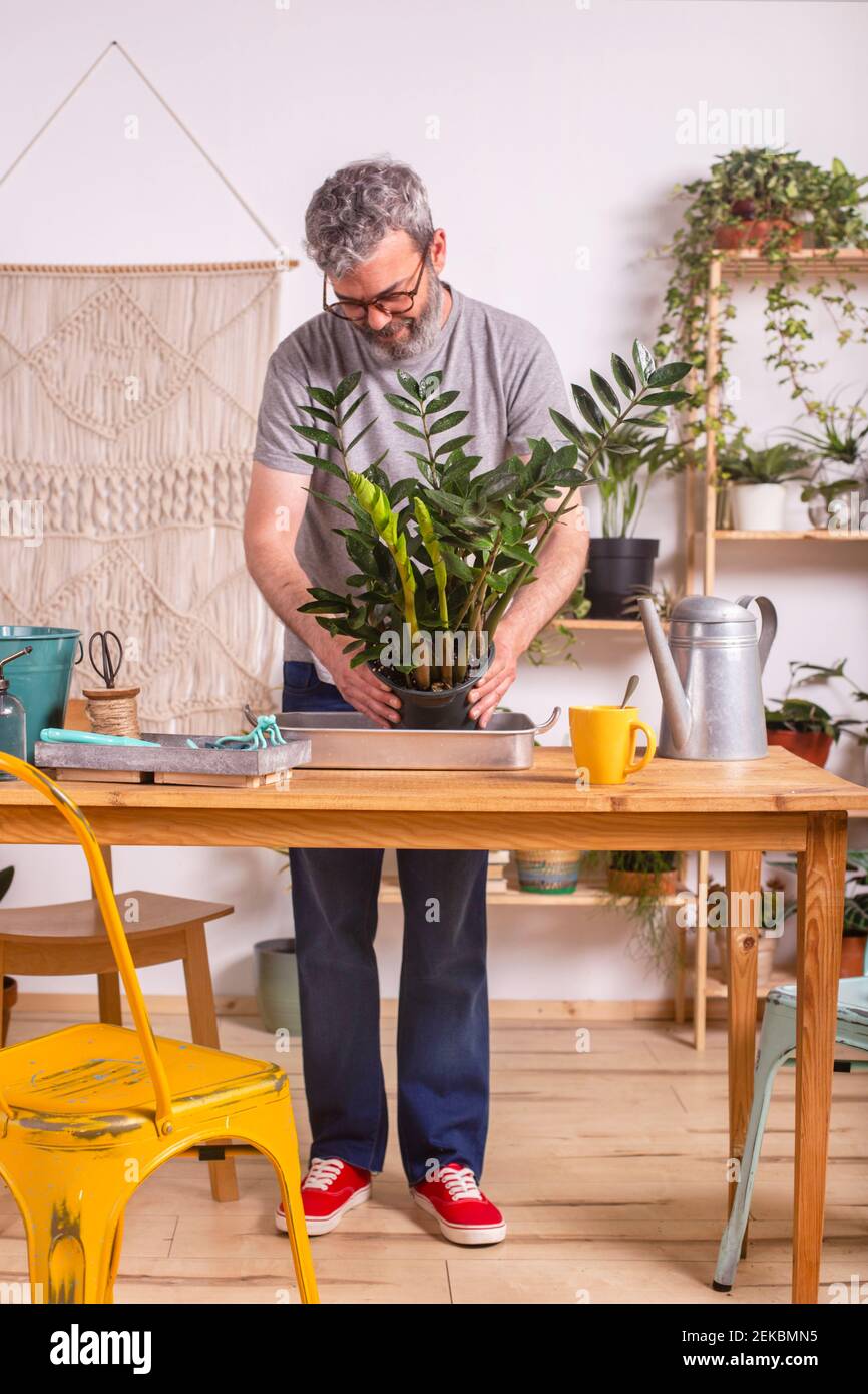 Mann im Garten Zamioculcas Zamiifolia Pflanze, während sie am Tisch stehen Zu Hause Stockfoto