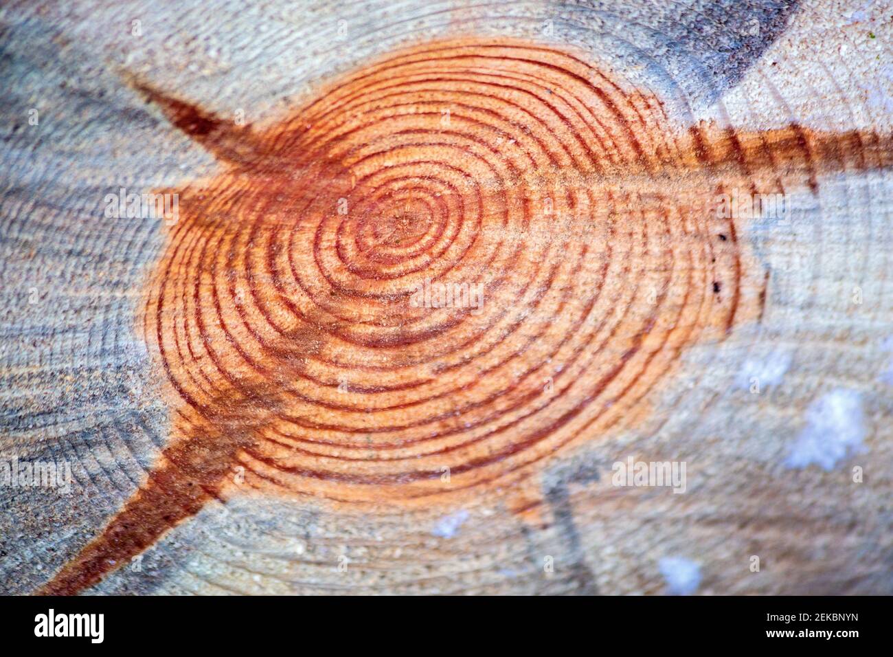 Nahaufnahme von Baumringen Stockfoto