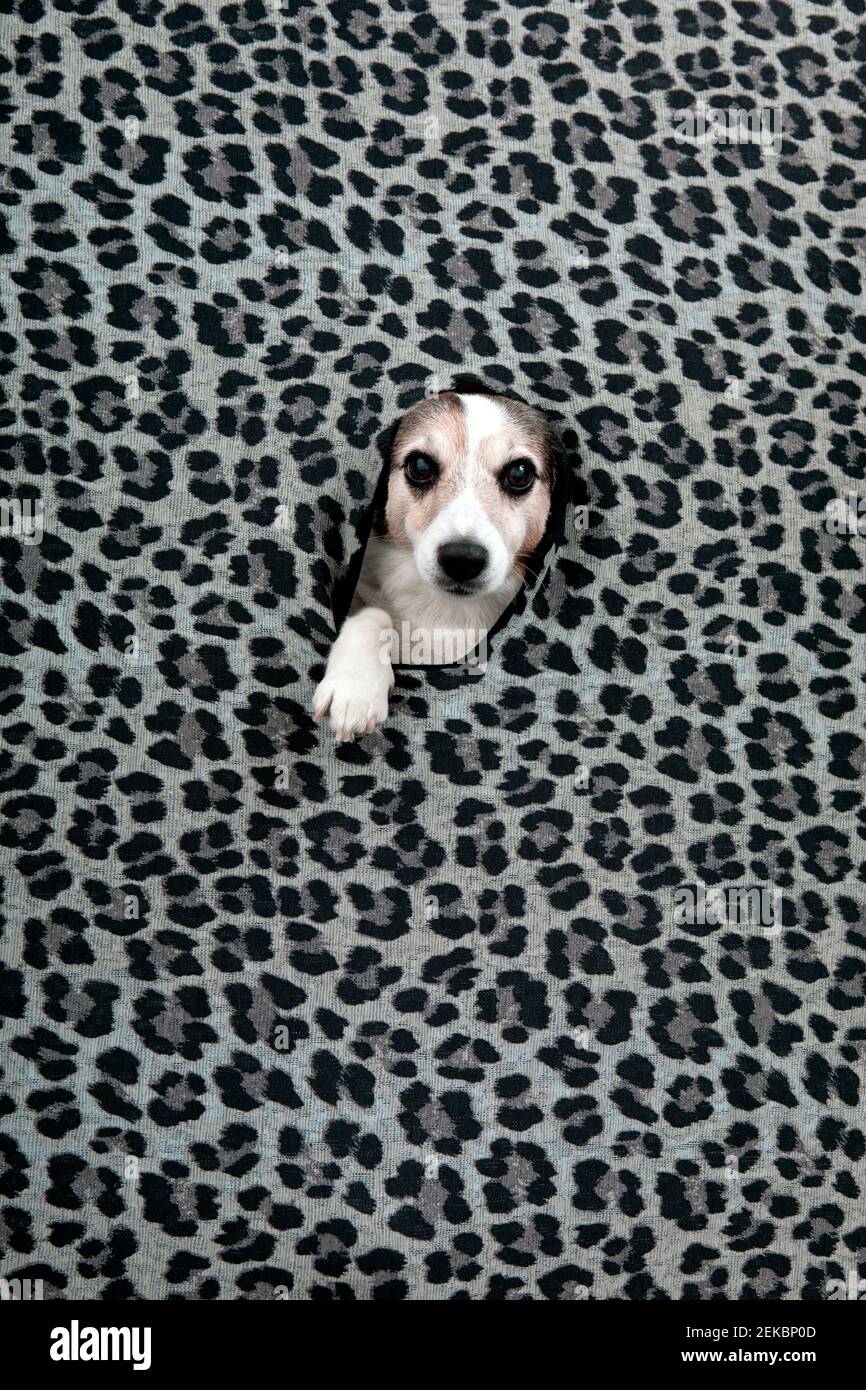 Studioaufnahme des Hundes, der durch das Loch guckt, im Leopardendruck Muster Stockfoto